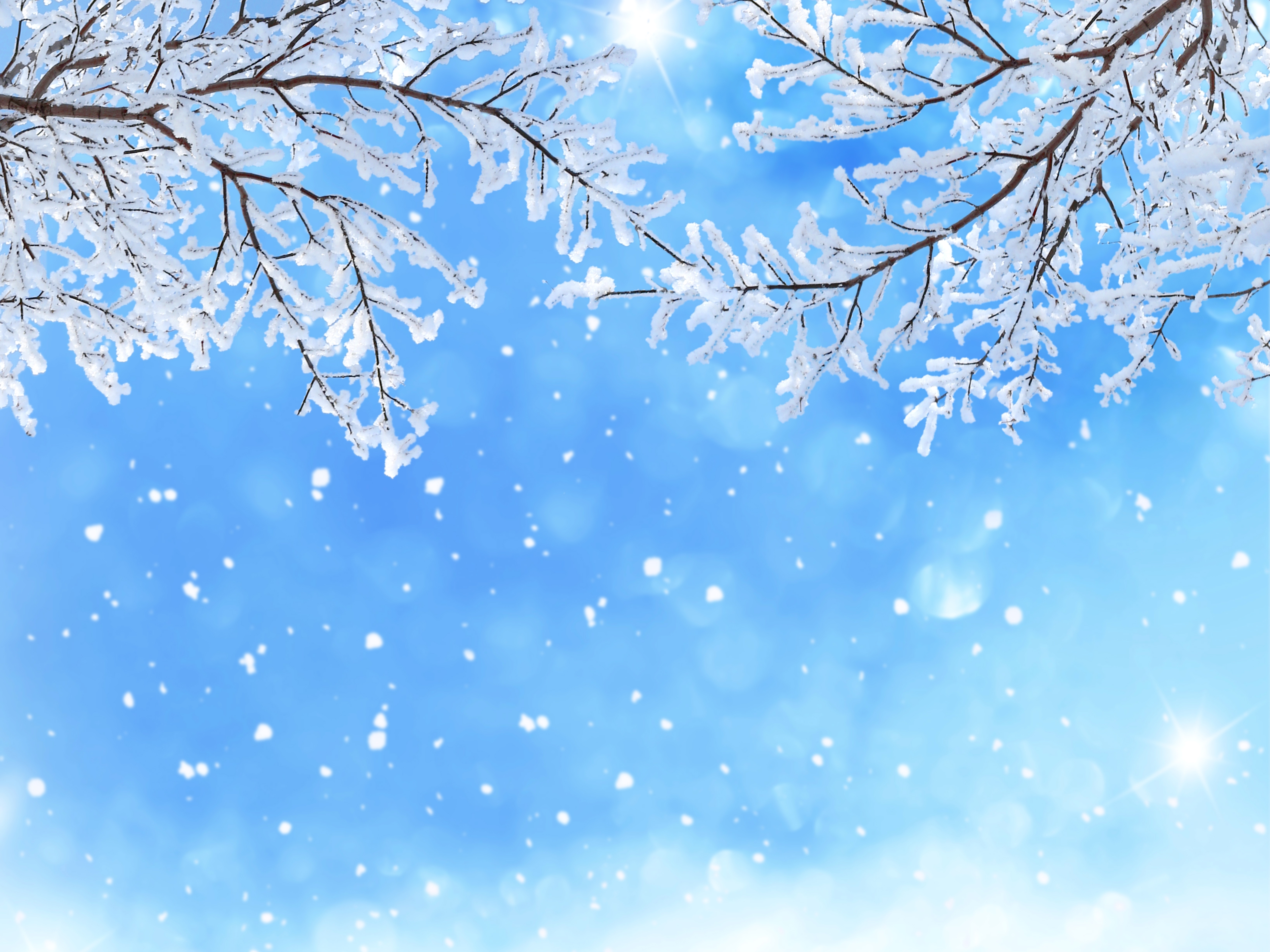 Winter branches with snow and snowfall HD Wallpaper