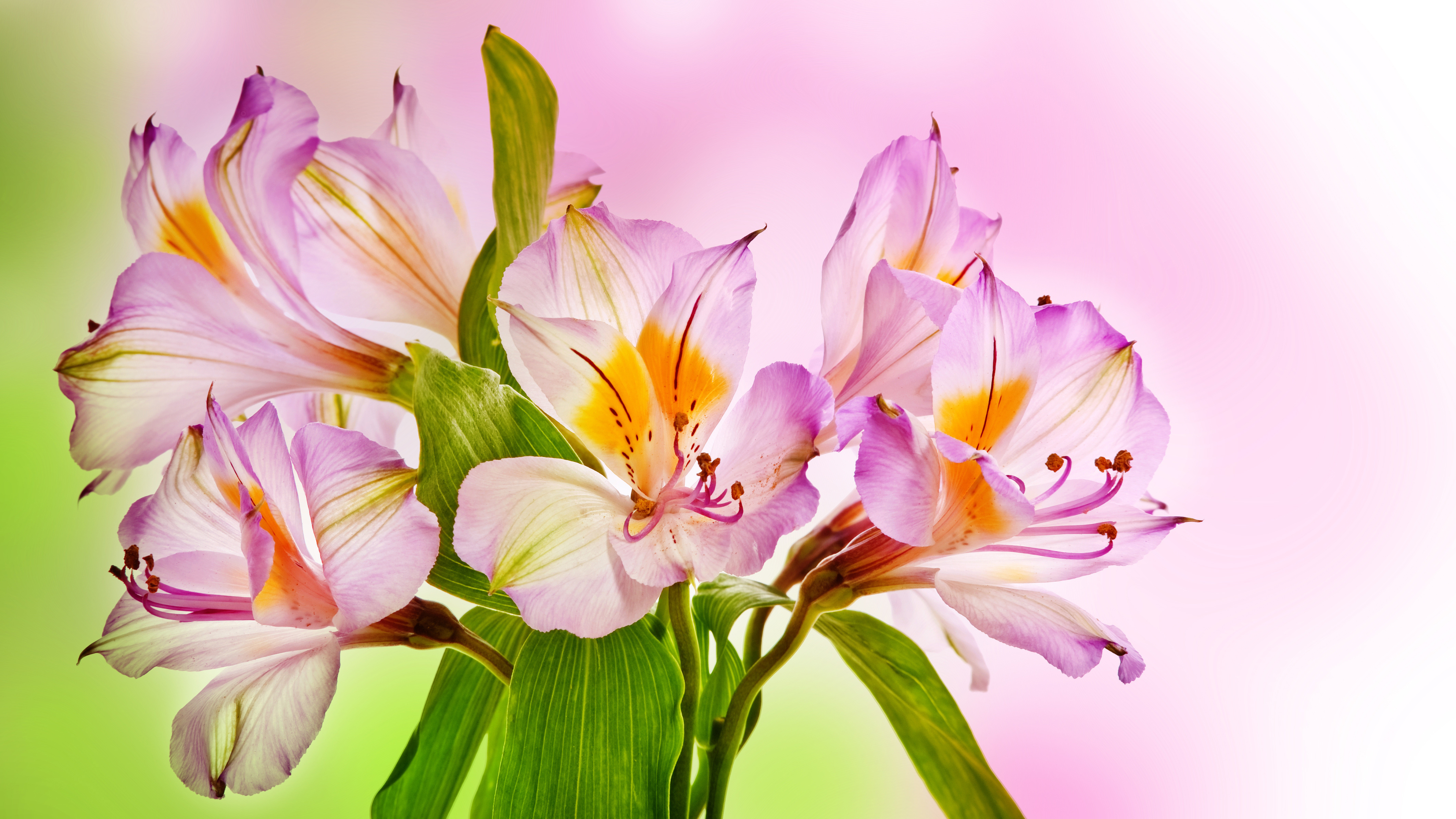 Pink Alstroemeria Flowers 4K HD Wallpaper