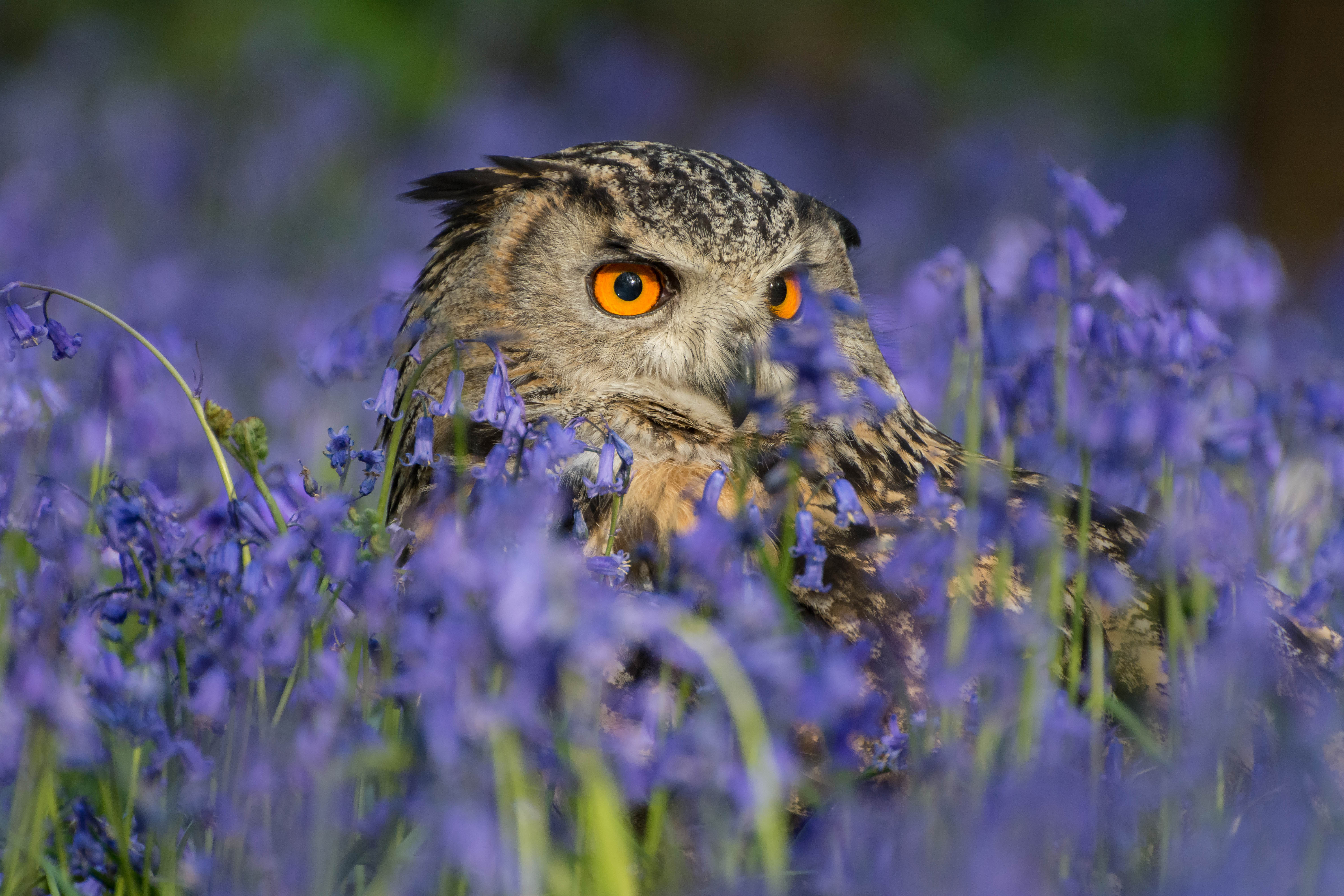 Eurasian Eagle Owl in Bluebells HD Wallpaper