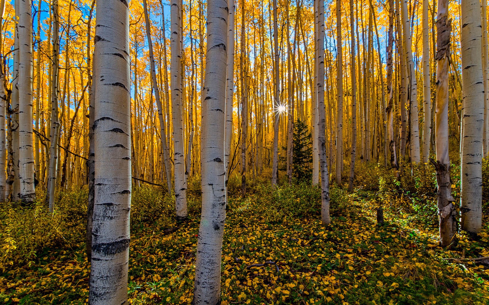 Aspen forest in autumn with sunbeams HD Wallpaper