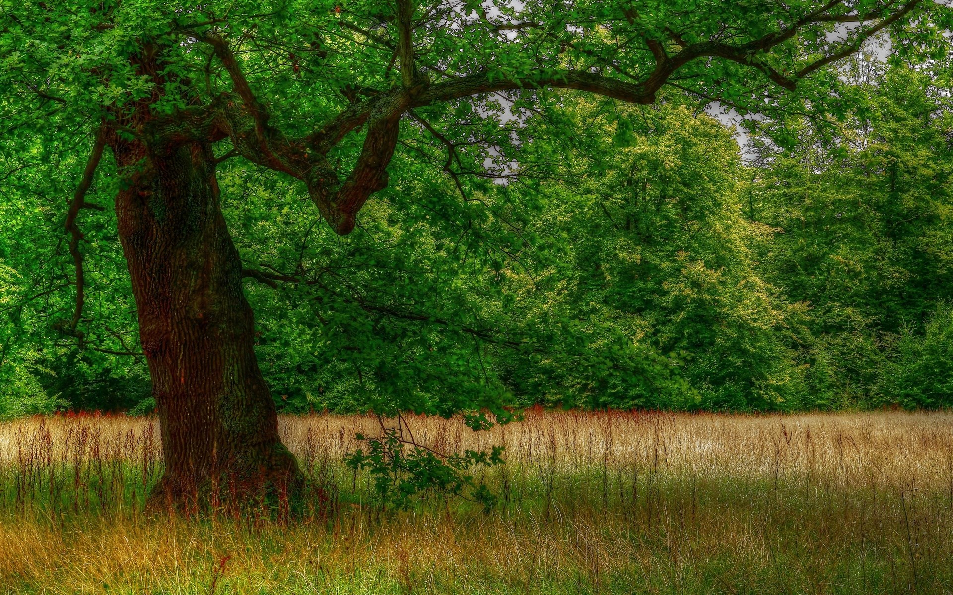 Large oak tree in a field with forest background HD Wallpaper