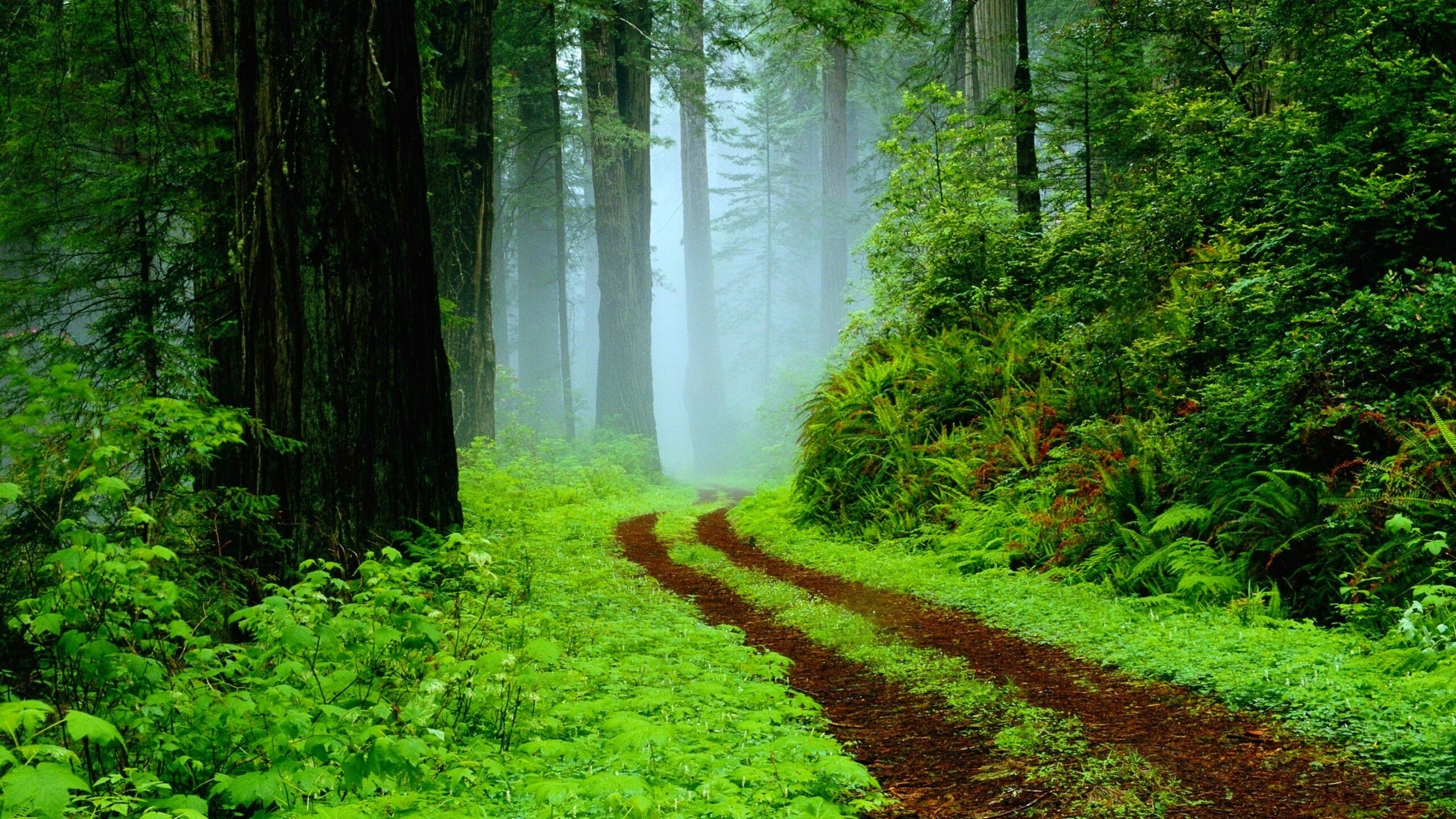 Tropical Rain Forest Foggy Pathway HD Wallpaper Rare Gallery Tropical Rain Forest Foggy Pathway HD Wallpaper Rare Gallery