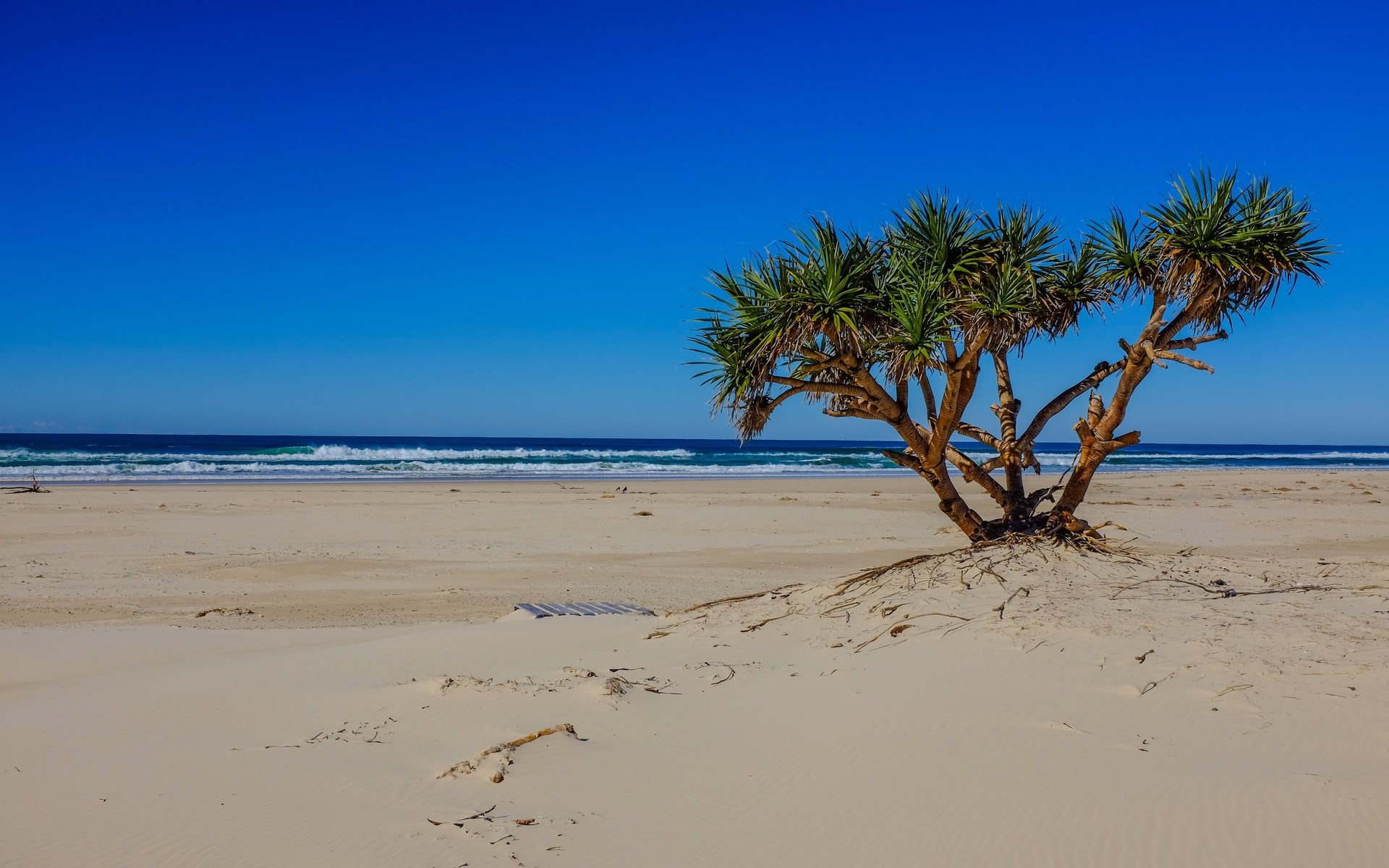 Pandanus tree on a sandy beach with ocean waves HD Wallpaper
