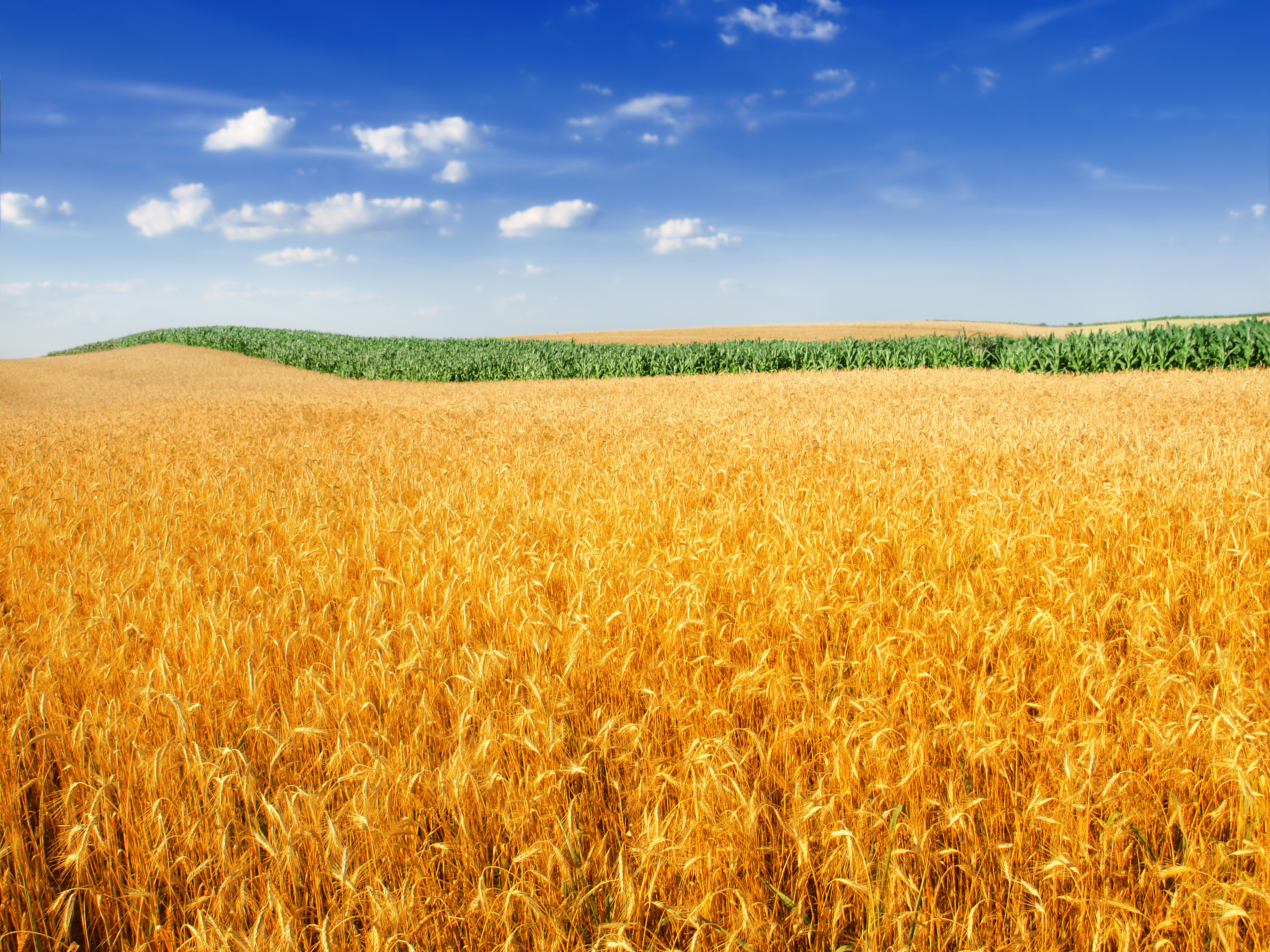 Wheat field and cornfield under blue sky HD Wallpaper
