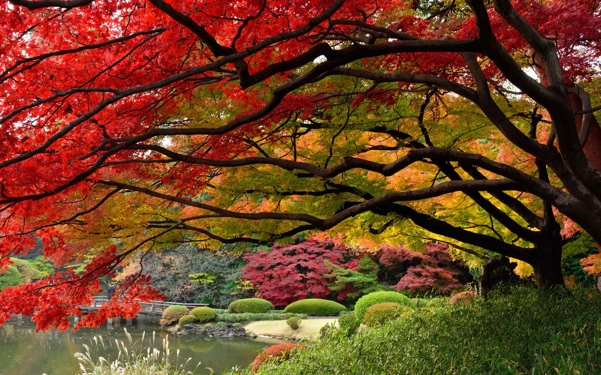 Autumn trees with red and yellow leaves over a pond HD Wallpaper
