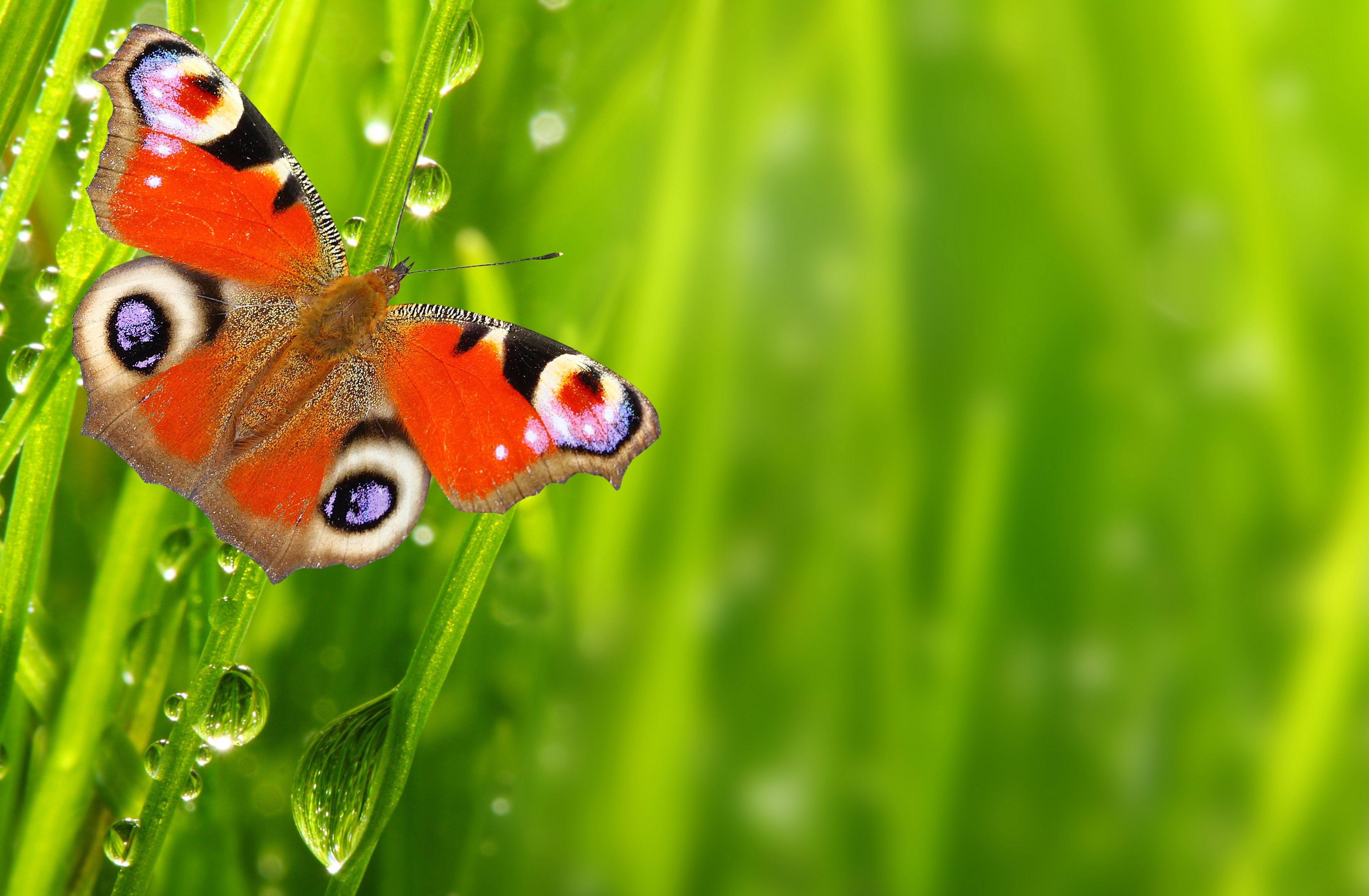 Peacock Butterfly on Grass with Dew Drops 4K HD Wallpaper
