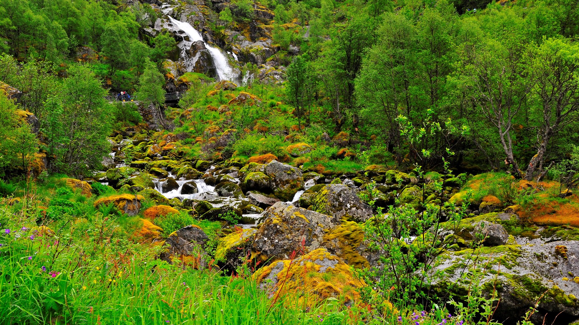 Waterfall flowing through a mossy, rocky forest HD Wallpaper