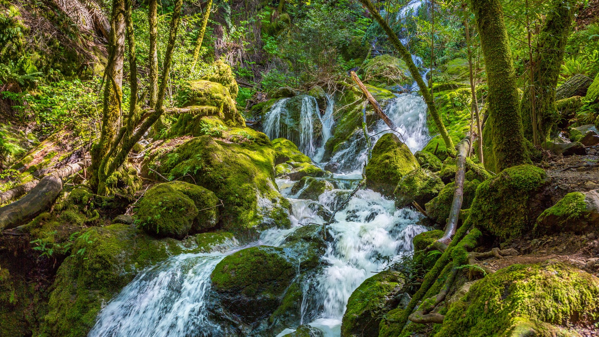 Mossy rocks and a waterfall in a forest HD Wallpaper