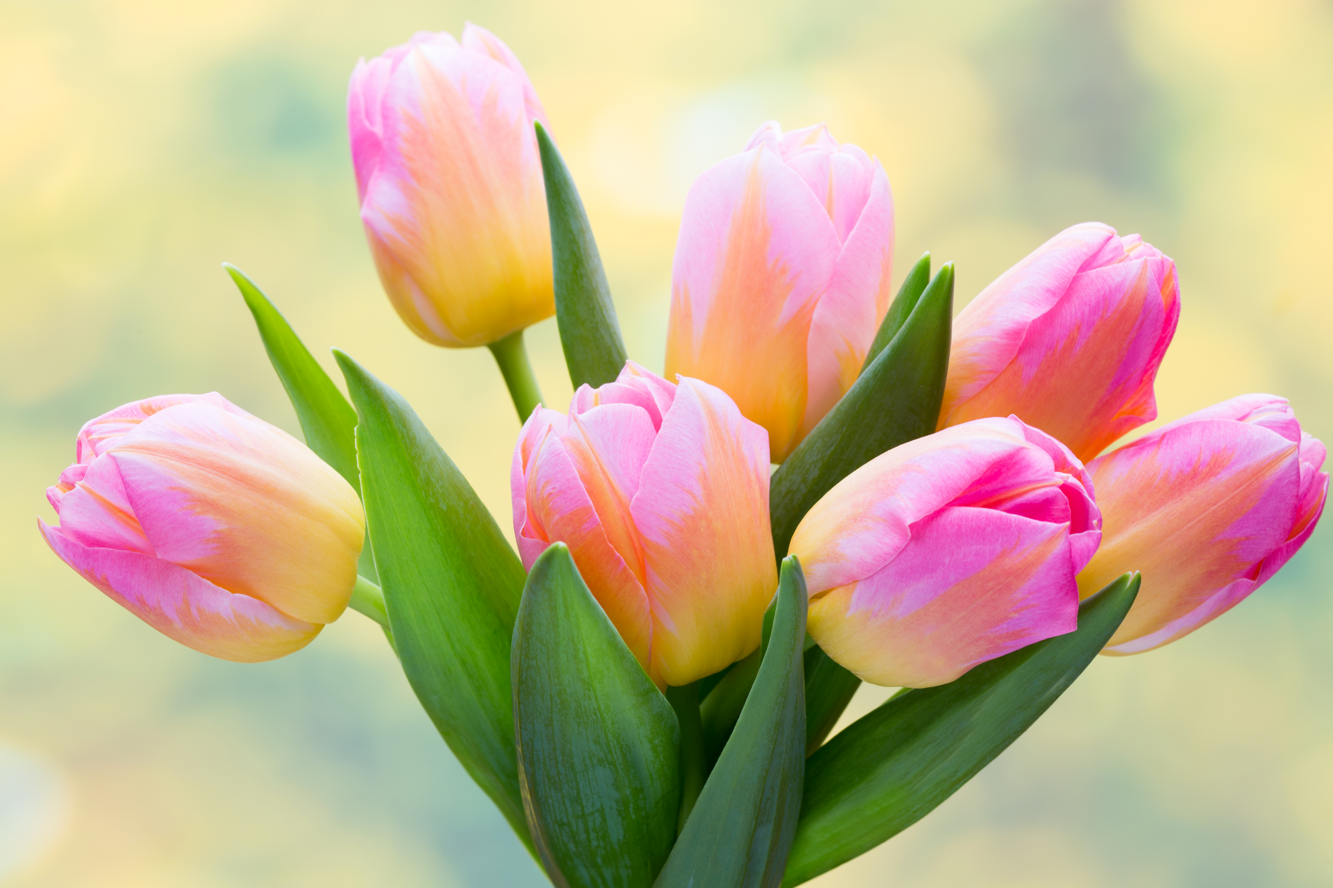 Pink and yellow tulips bouquet HD Wallpaper