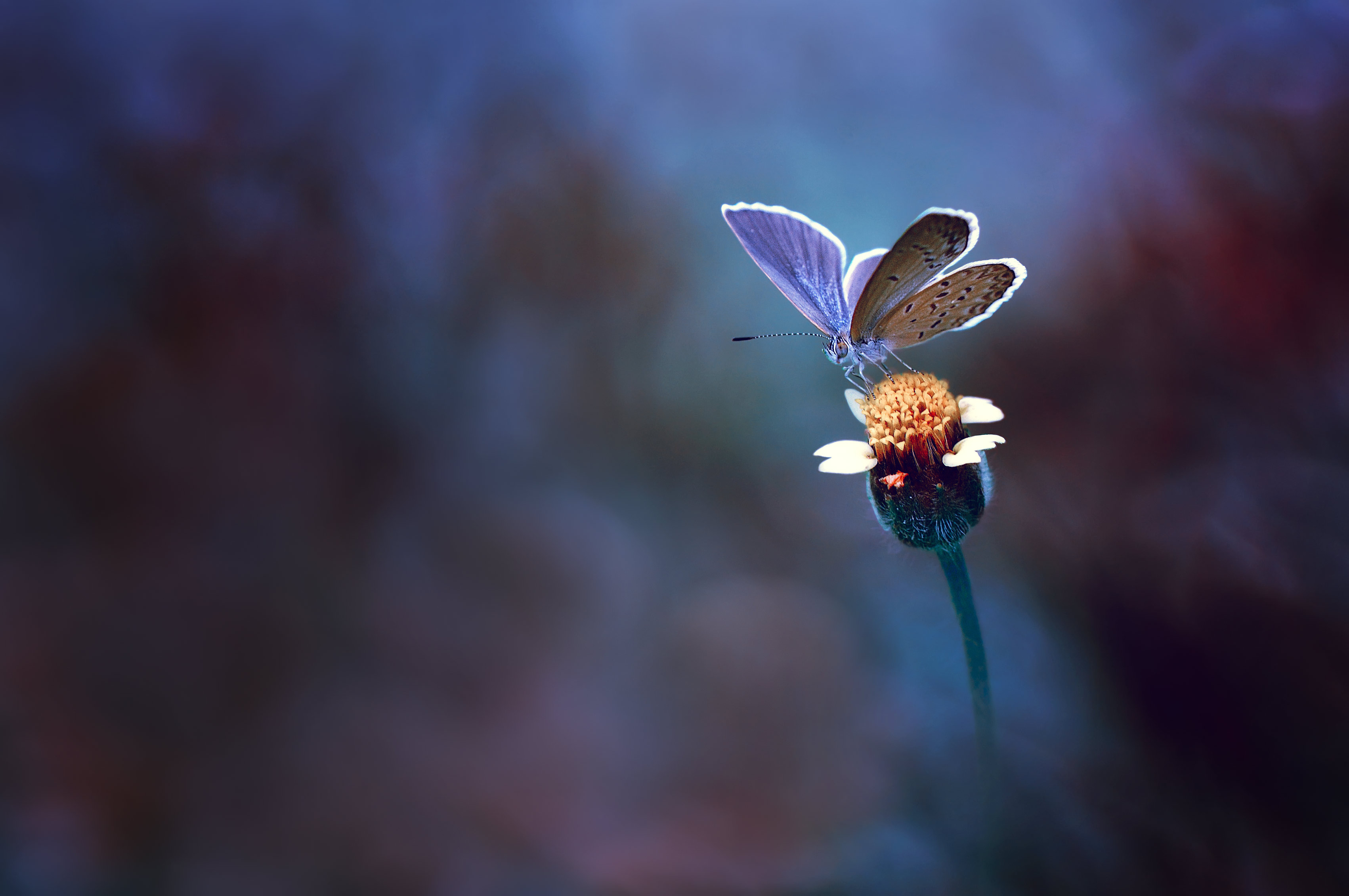 Butterfly on a flower HD Wallpaper