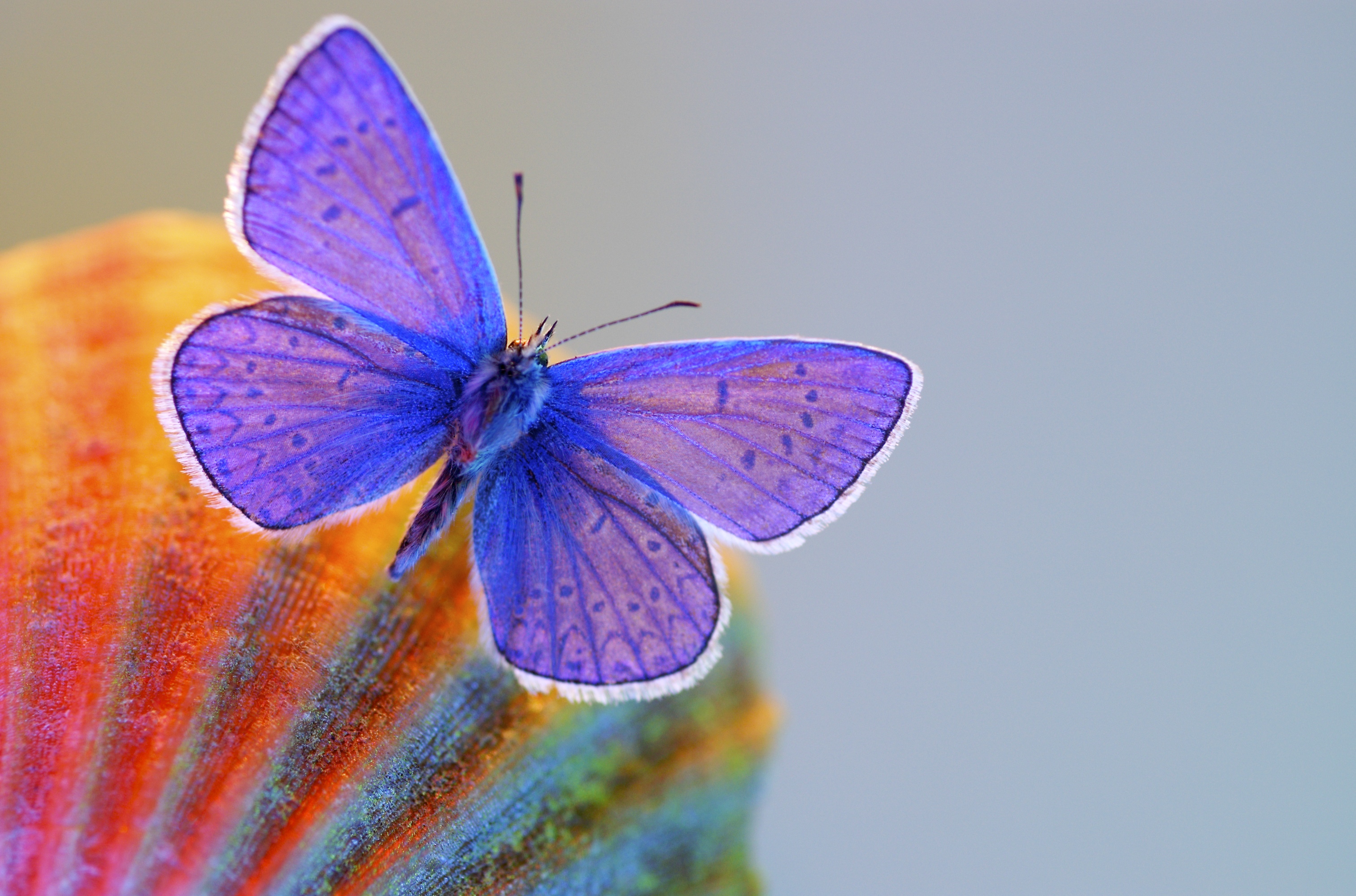 Blue butterfly on a colorful surface HD Wallpaper