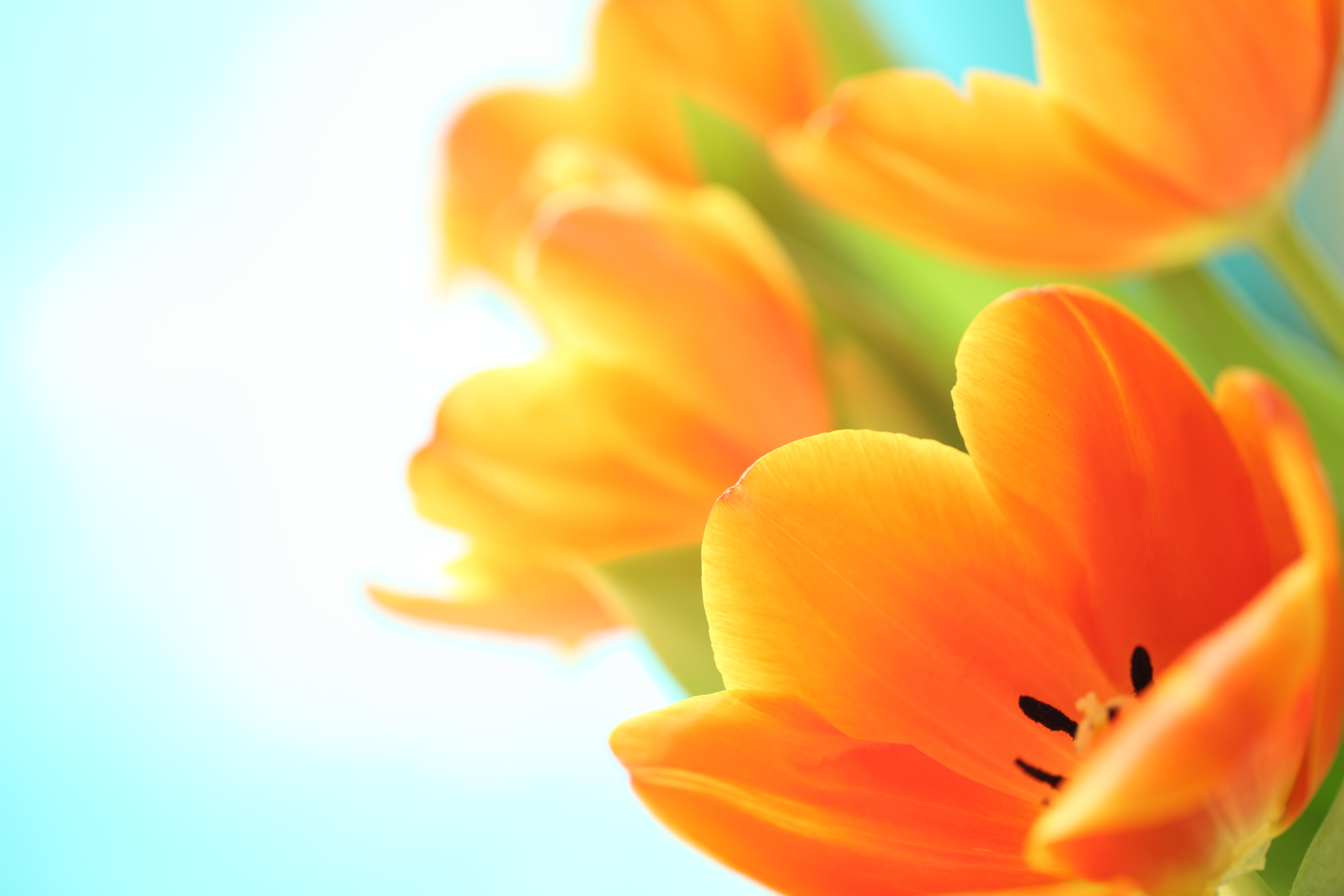 Orange Tulips Macro 4K HD Wallpaper