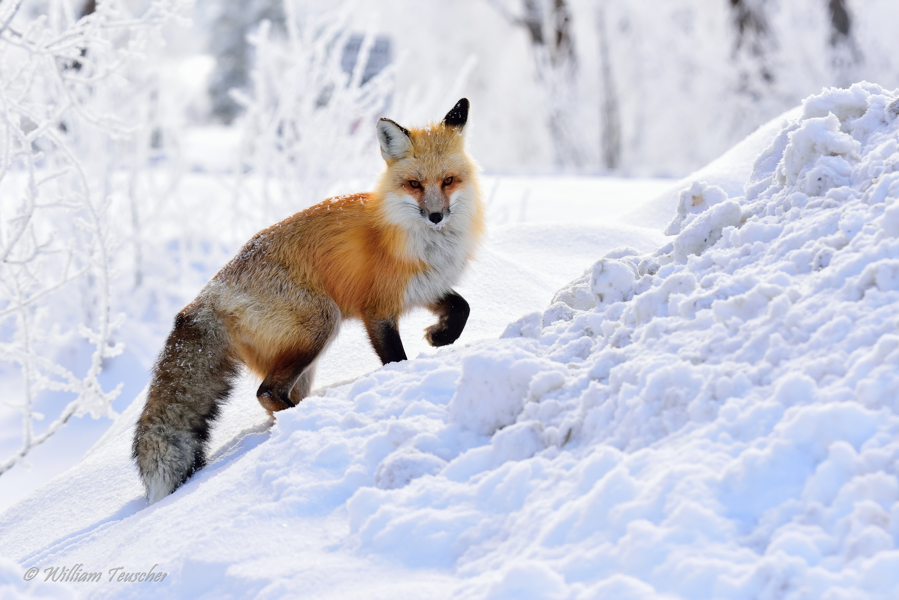 Red fox walking in the snow during winter HD Wallpaper