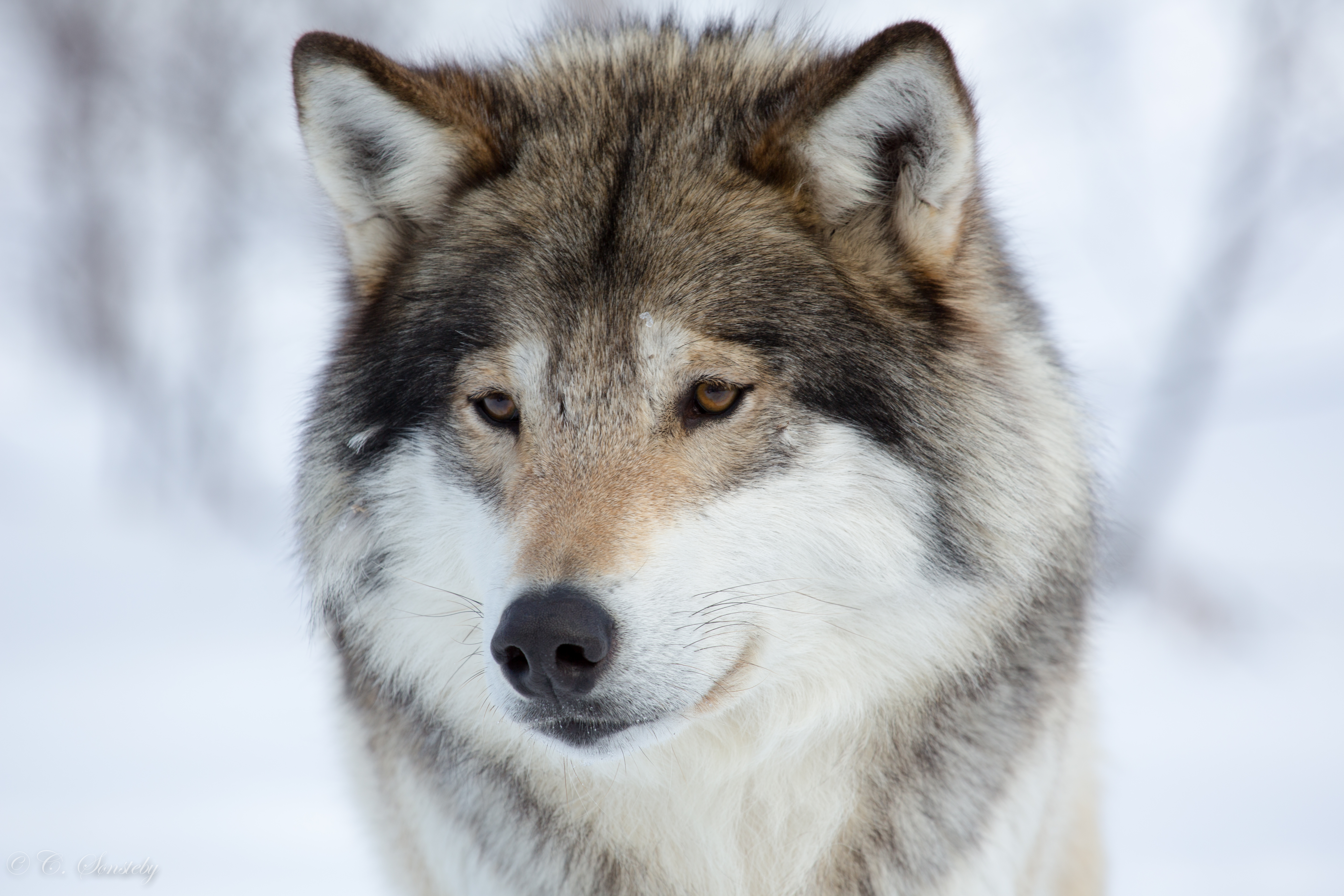 Close-up of a wolf in the snow HD Wallpaper