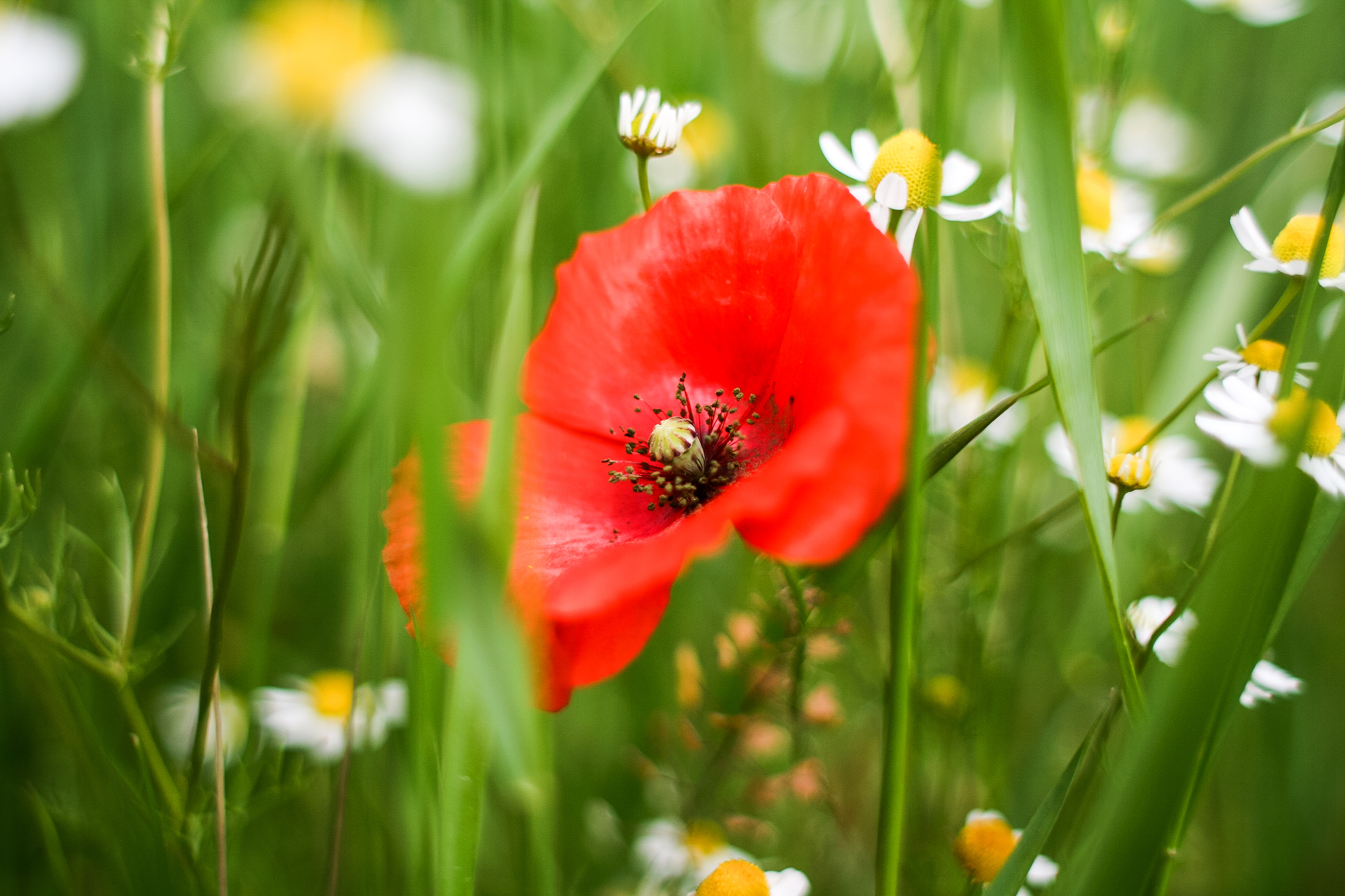 Red poppy flower in a field of green grass and daisies HD Wallpaper