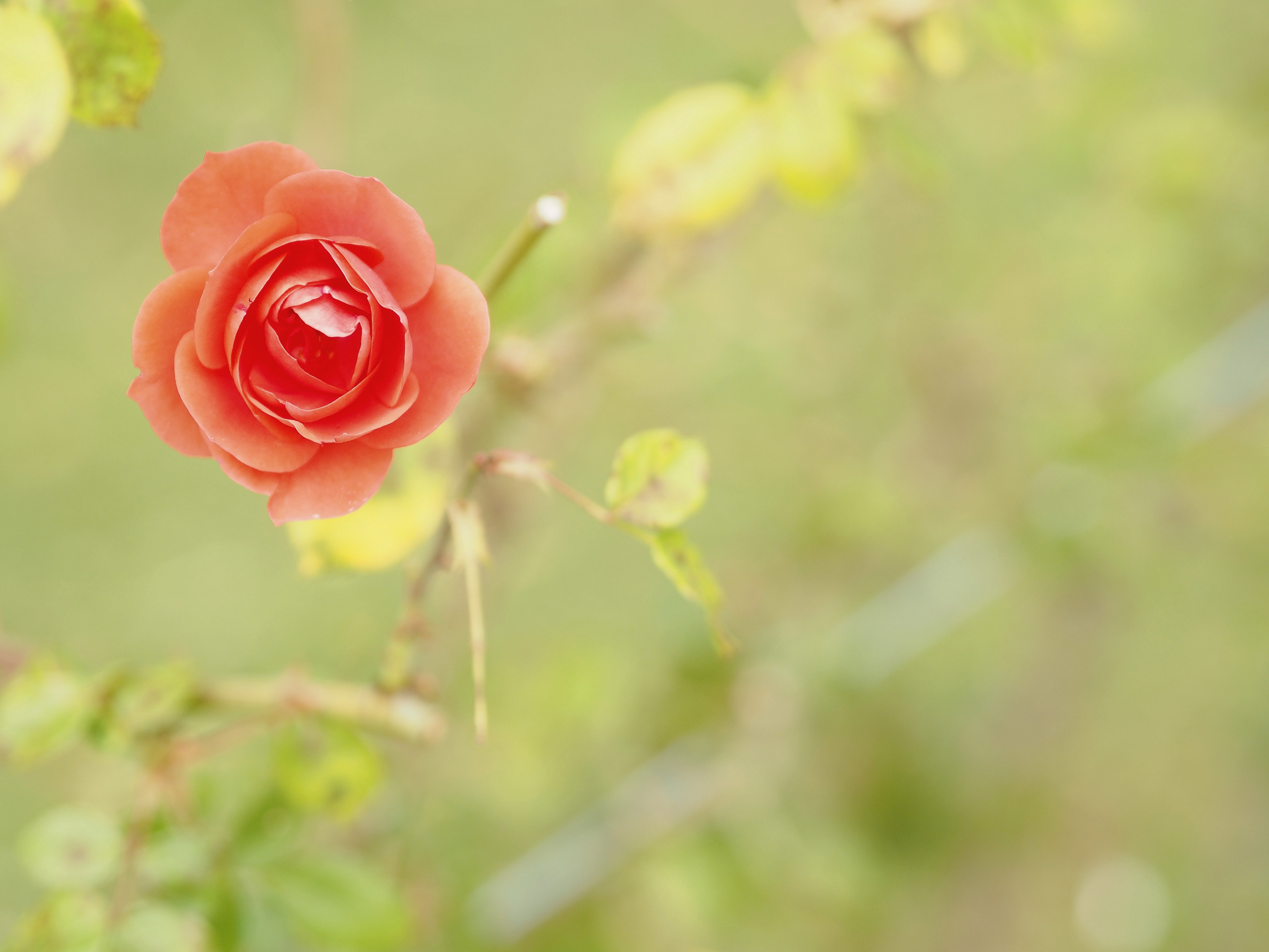 Peach Rose in Macro HD Wallpaper