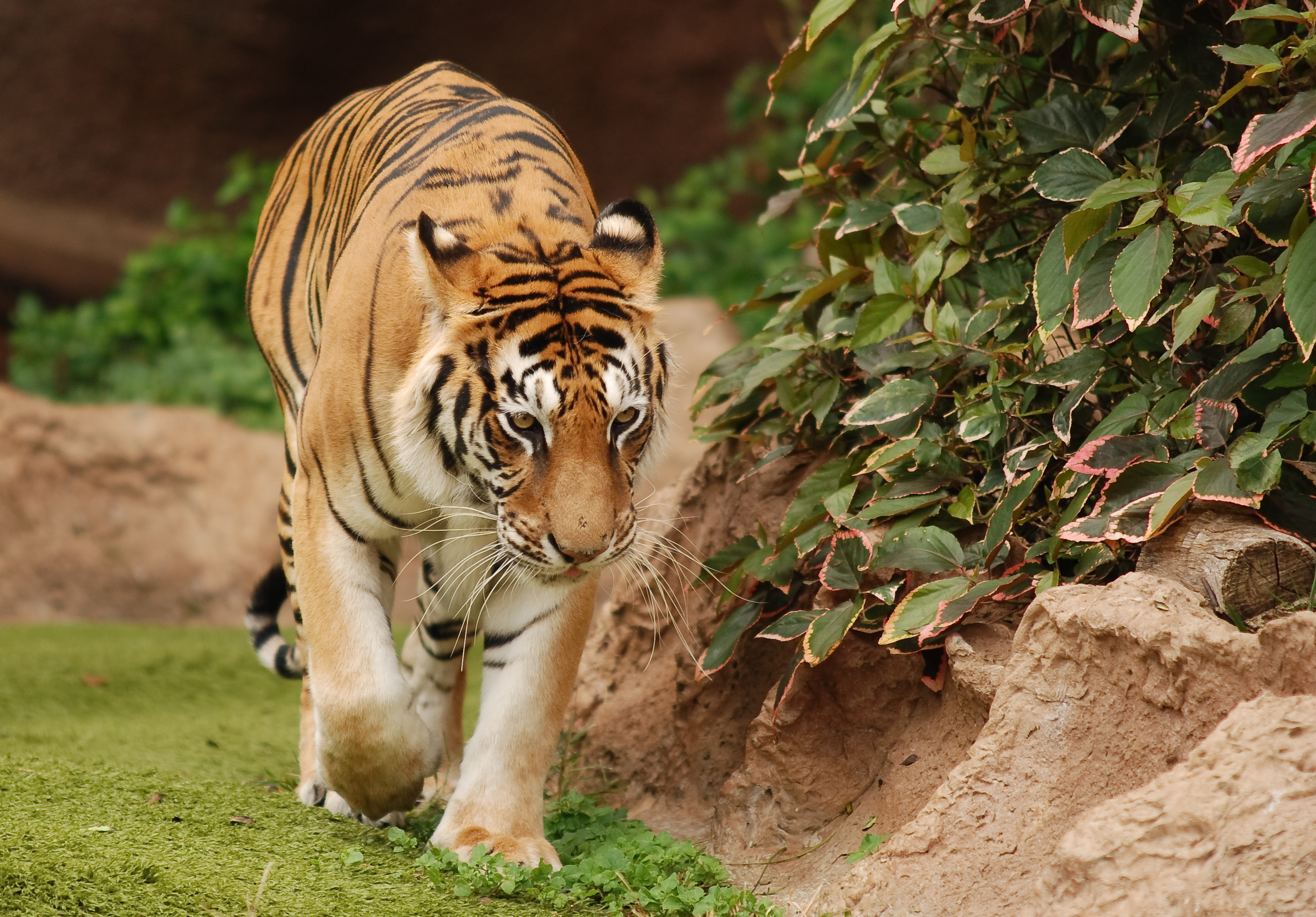 Tiger walking on grass near bushes HD Wallpaper