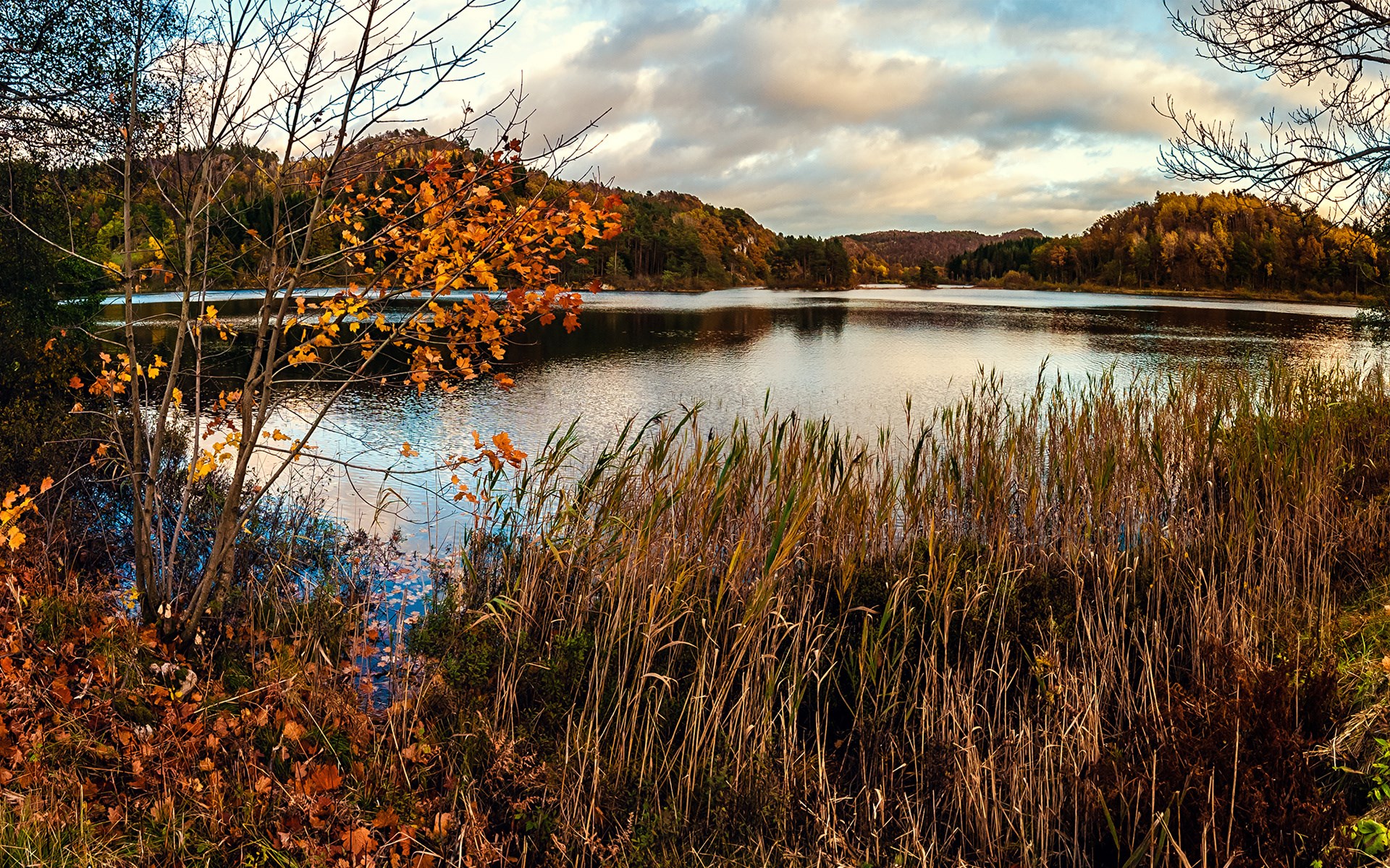 Autumn lake with trees and reeds HD Wallpaper