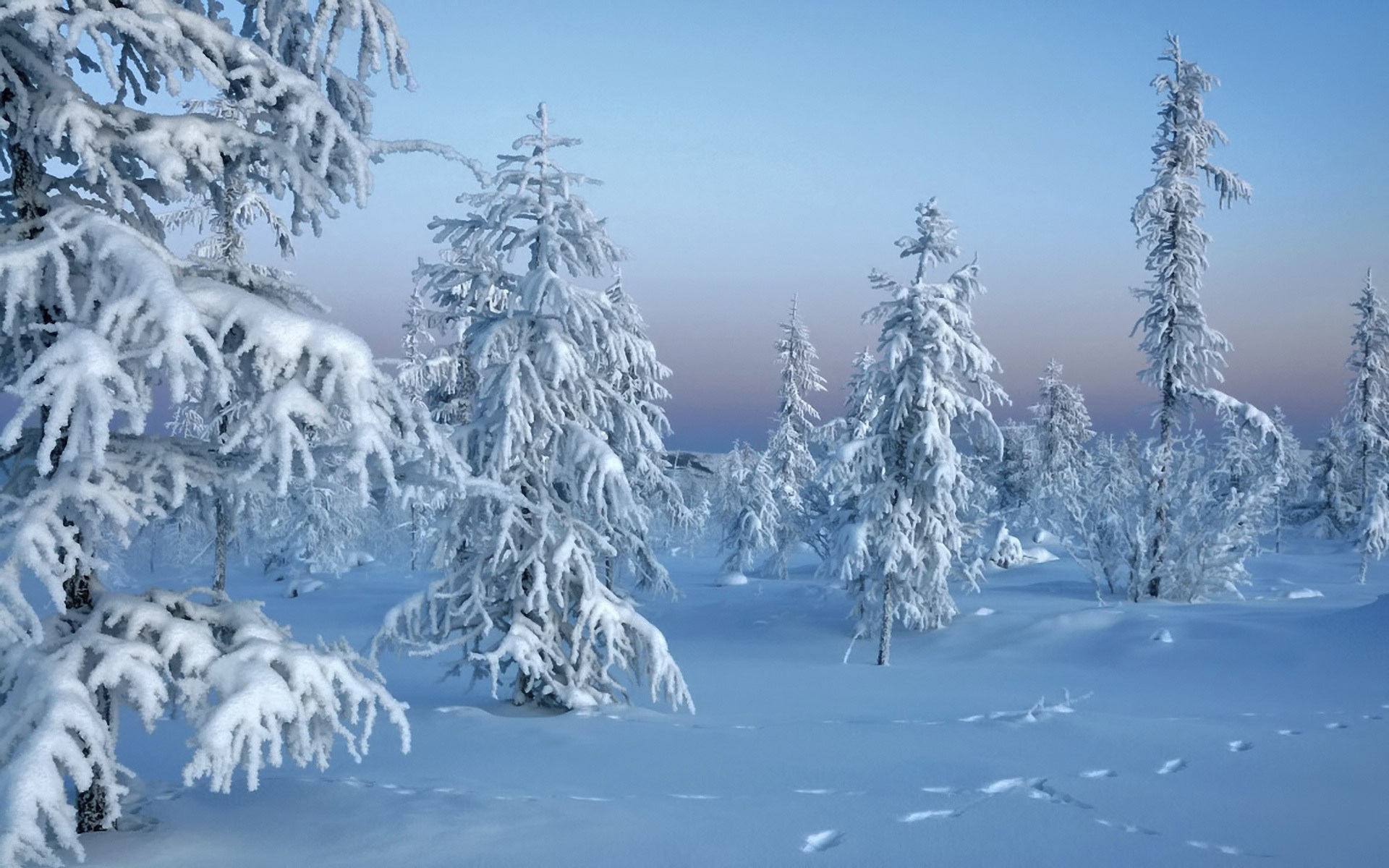 Snow-covered trees in a winter landscape HD Wallpaper