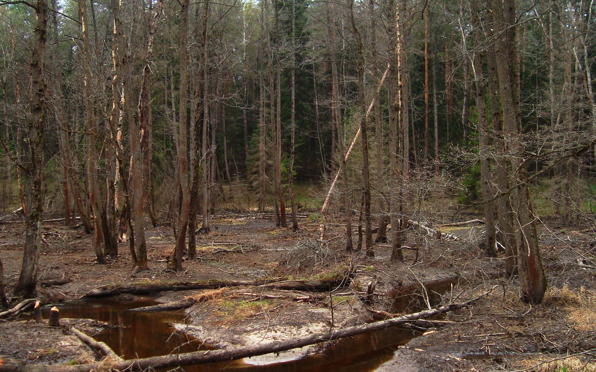 A forest with a small stream and fallen trees HD Wallpaper