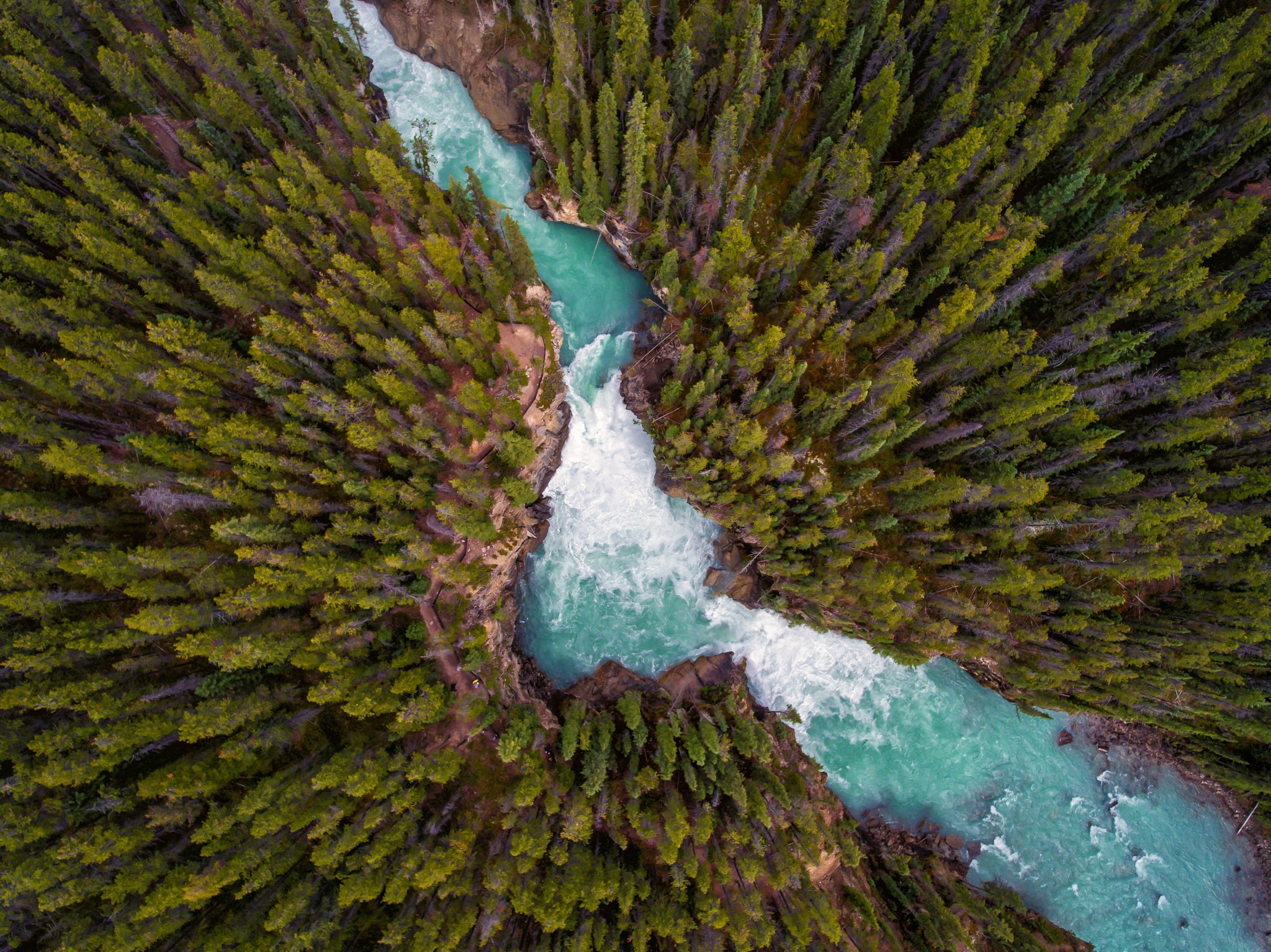 Aerial view of a turquoise river flowing through a dense forest HD Wallpaper