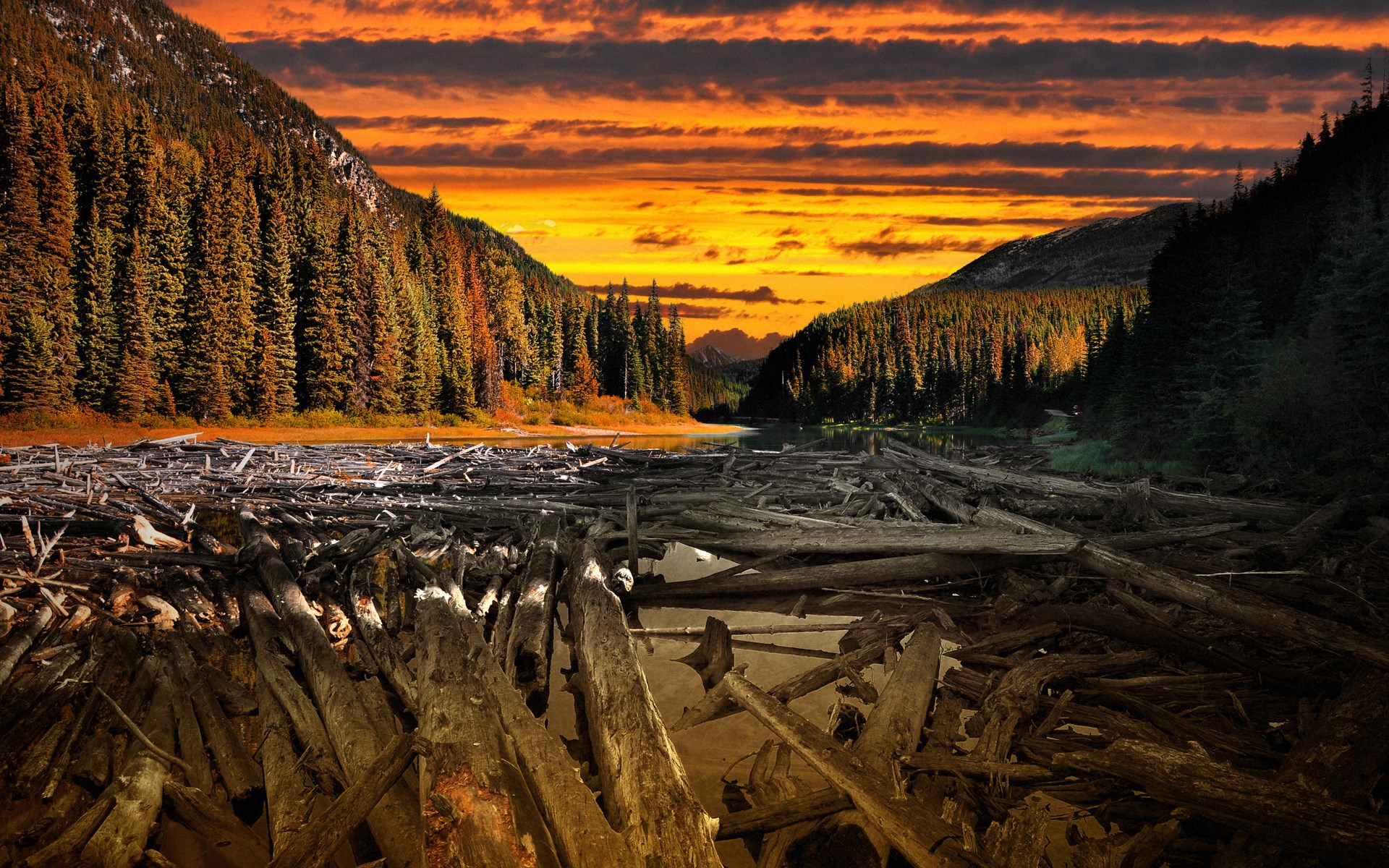 Dead trees in a lake at sunset HD Wallpaper