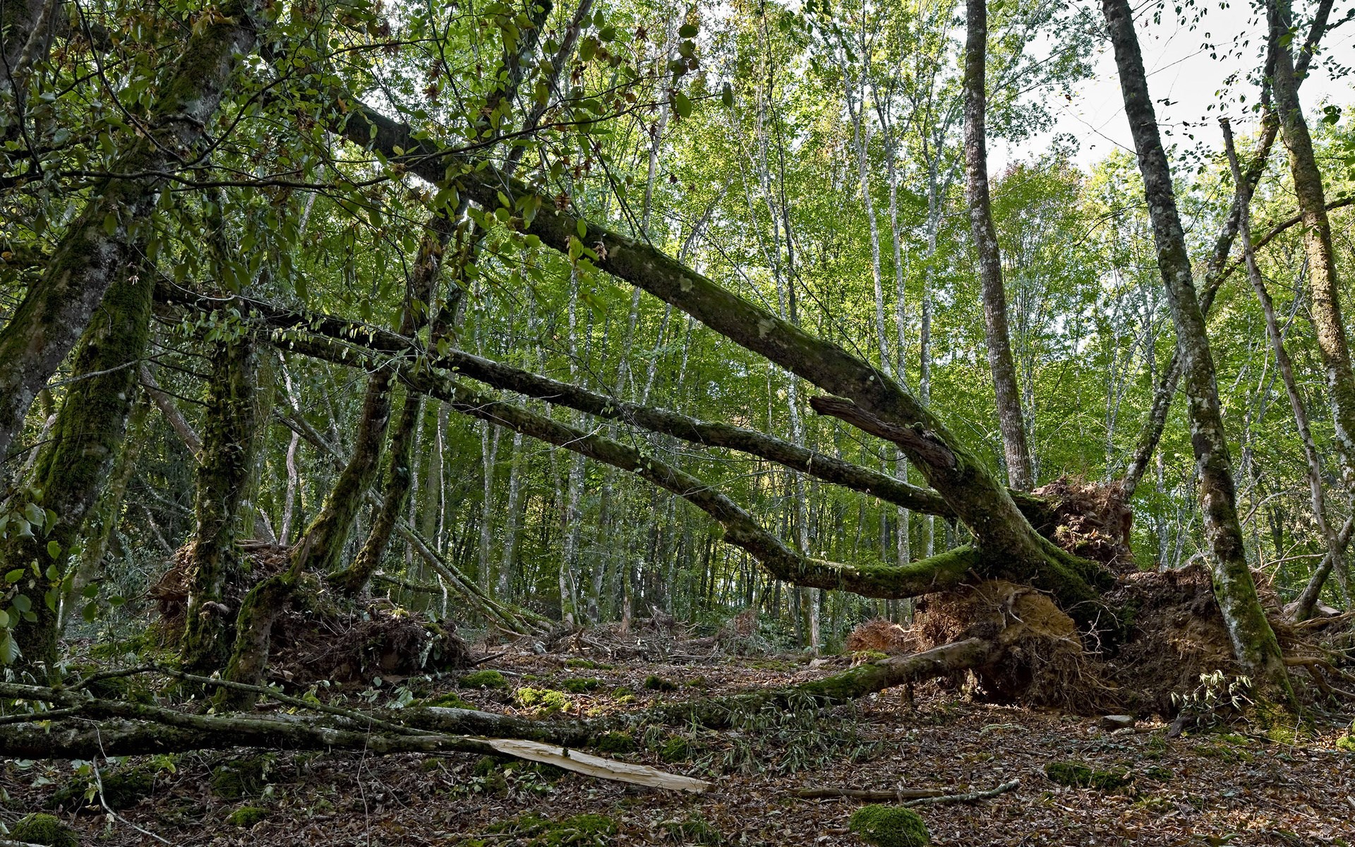 Fallen trees in a dense forest HD Wallpaper