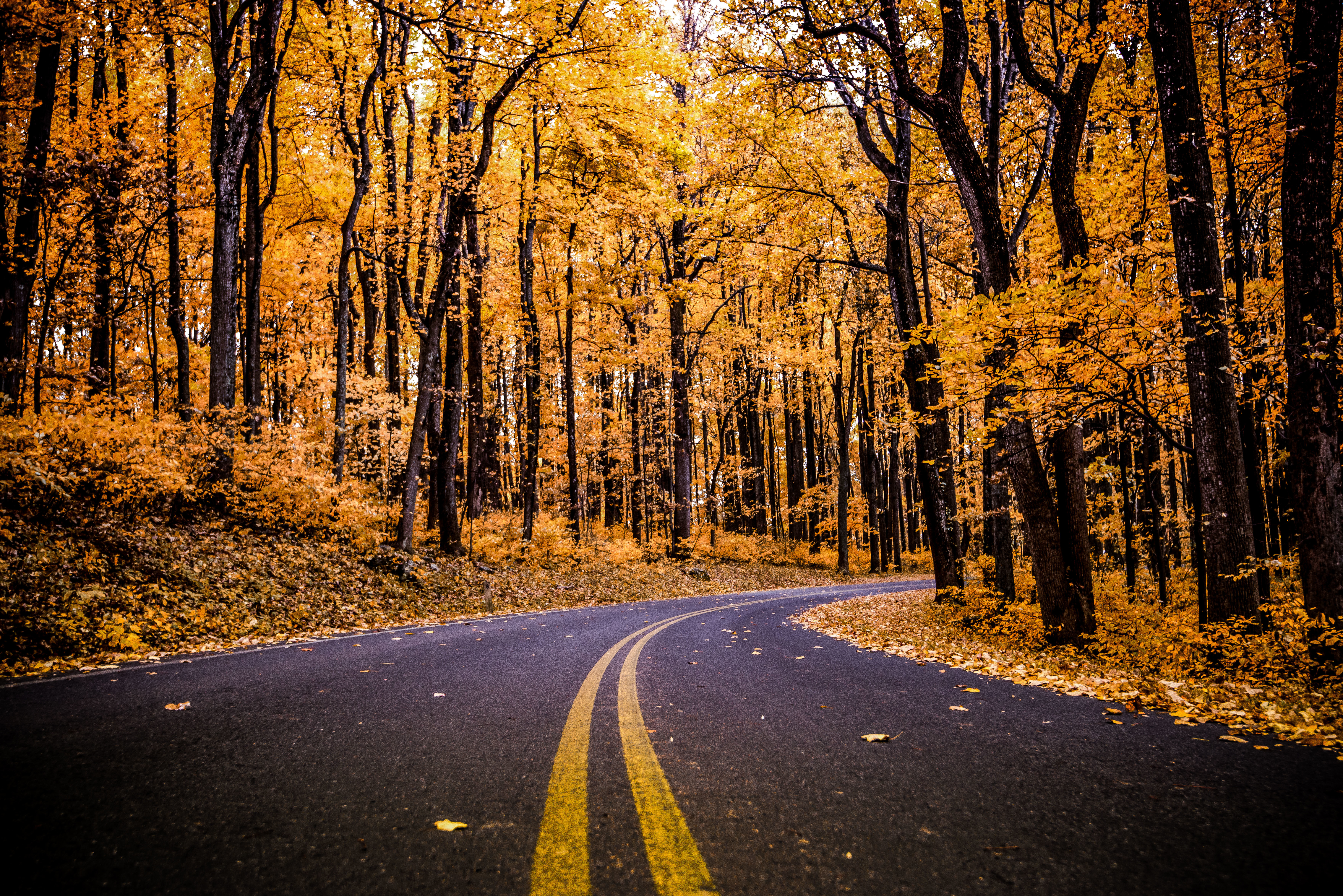 Road through an autumn forest with yellow foliage HD Wallpaper