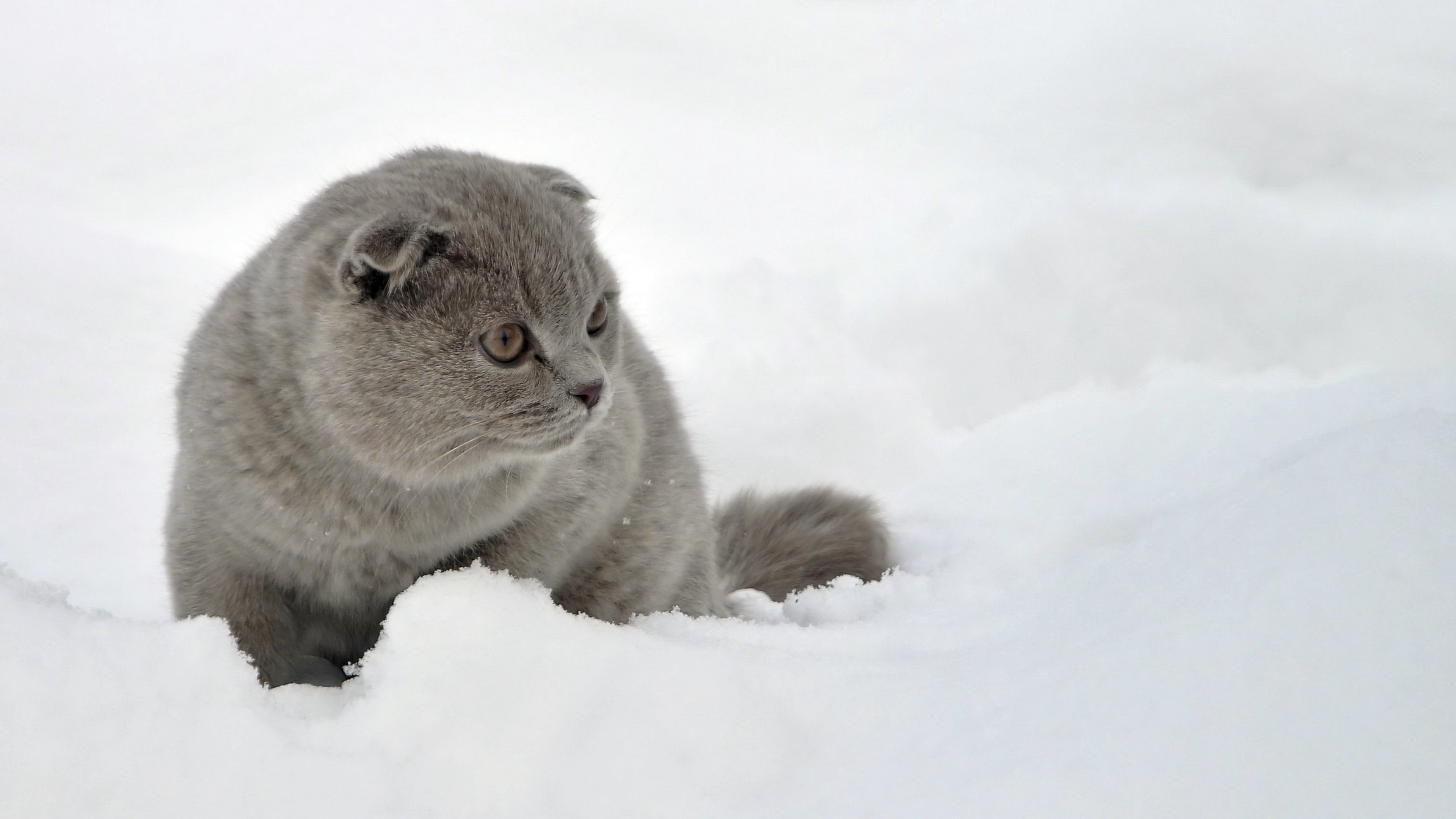 Scottish Fold kitten in the snow HD Wallpaper