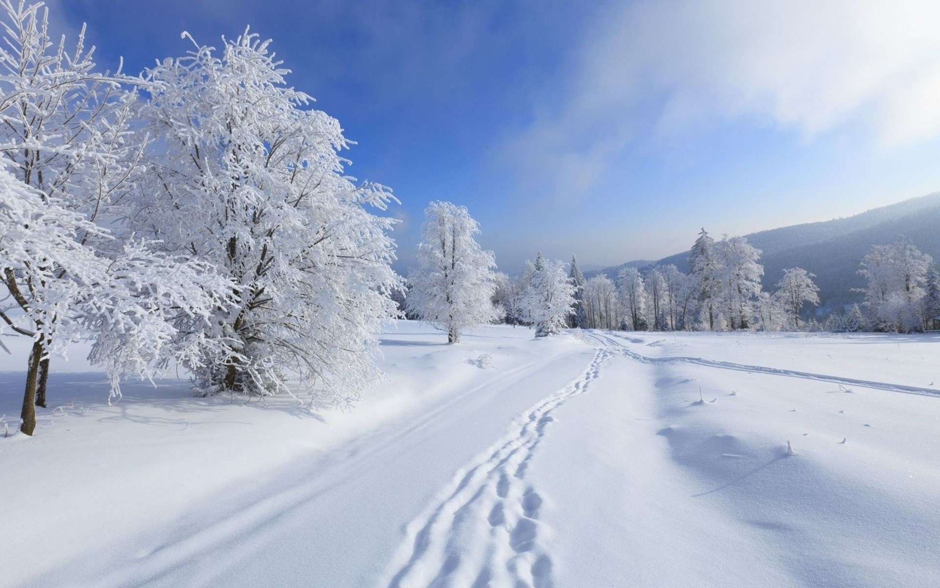 Snowy landscape with frosted trees and footprints HD Wallpaper