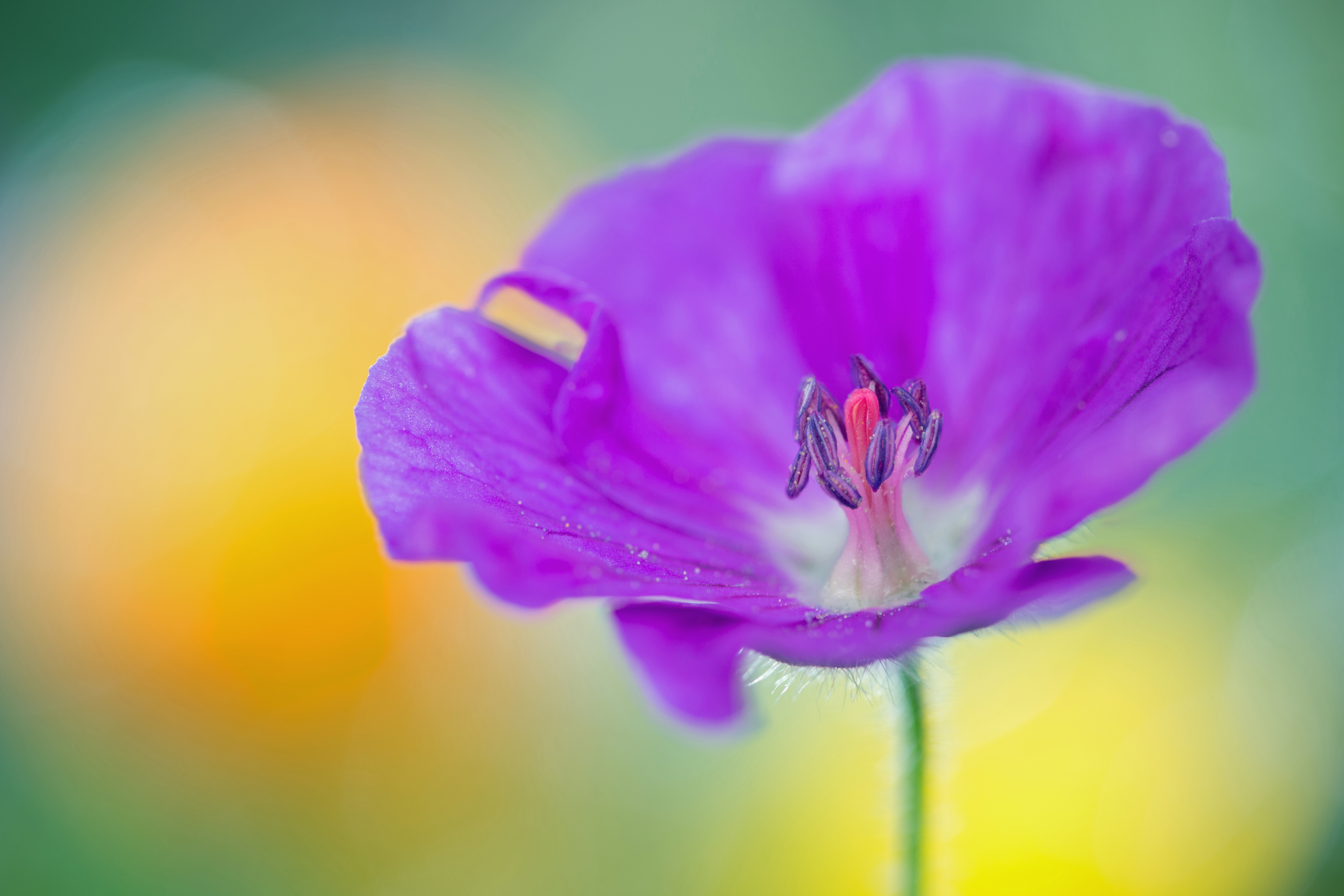 4K Purple Geranium Flower HD Wallpaper