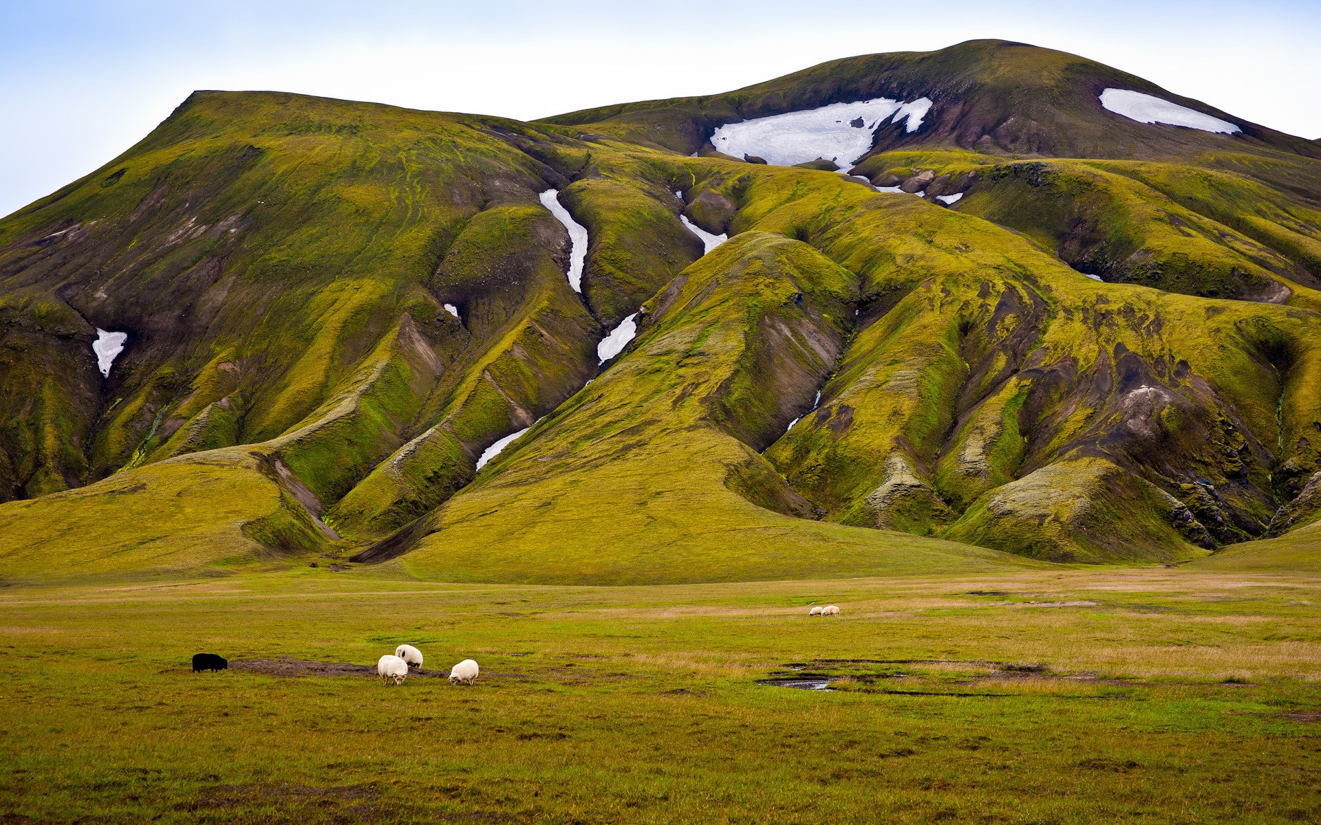 Sheep grazing in a green valley with mossy mountains HD Wallpaper