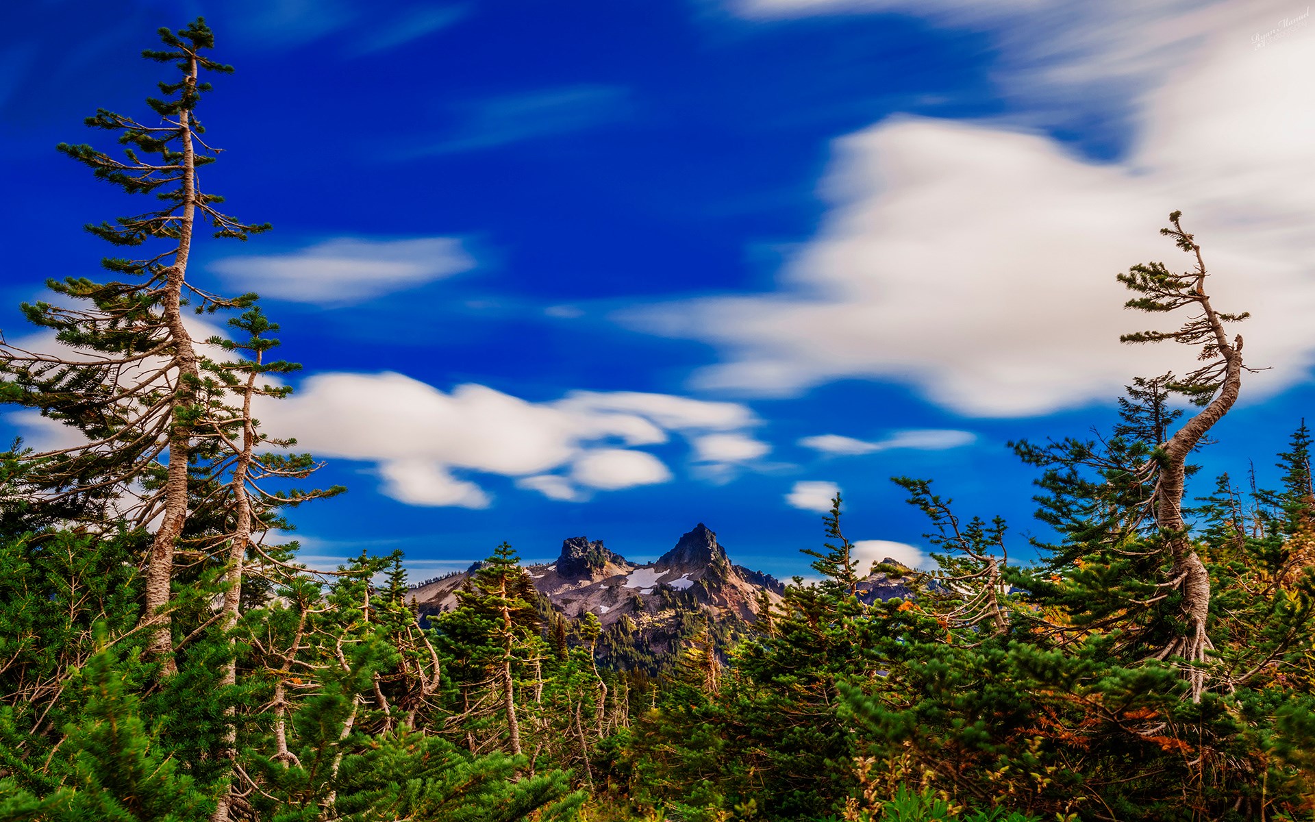 Pine trees in front of jagged mountain peaks under a cloudy sky HD Wallpaper