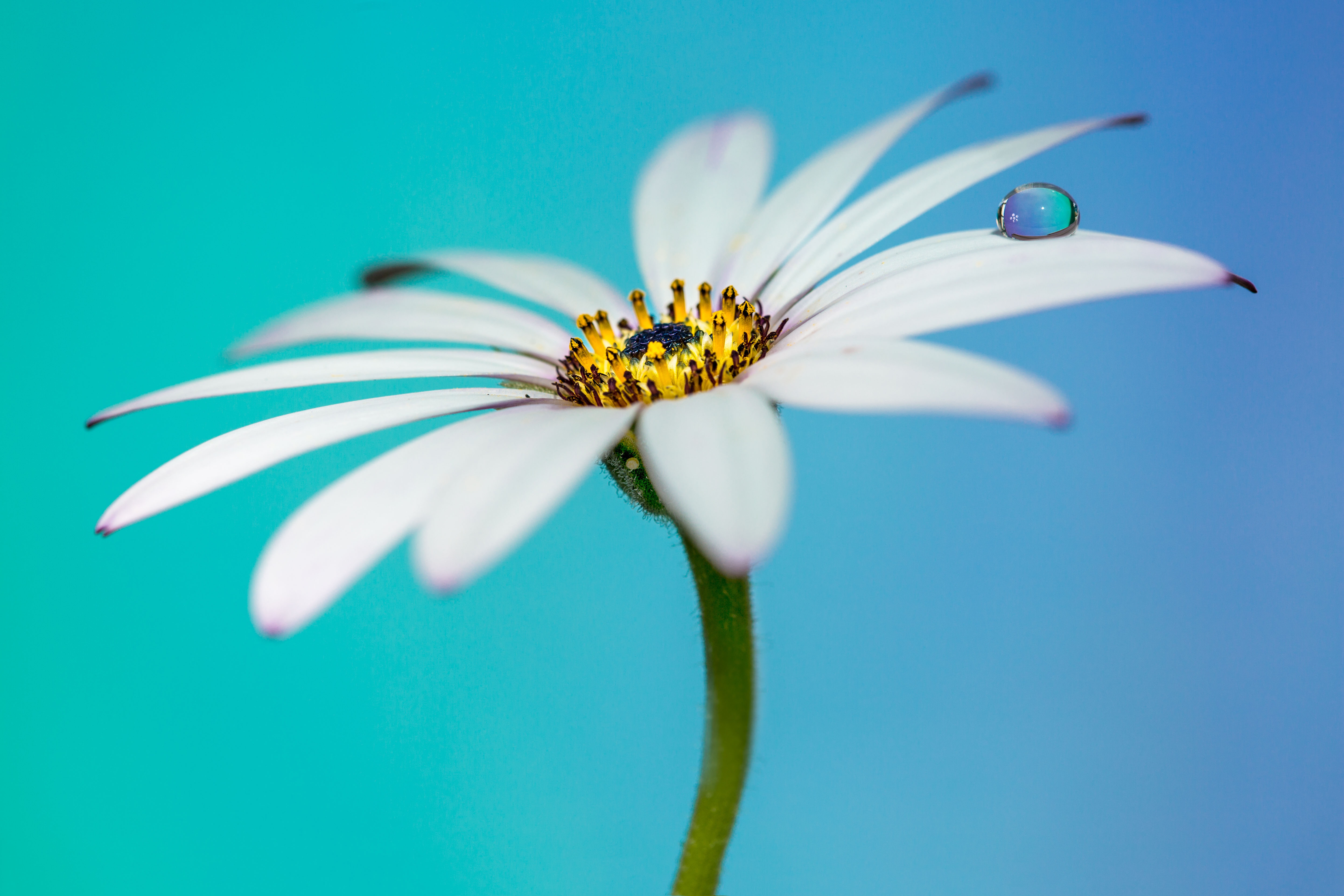 4K White Daisy with Water Droplet HD Wallpaper