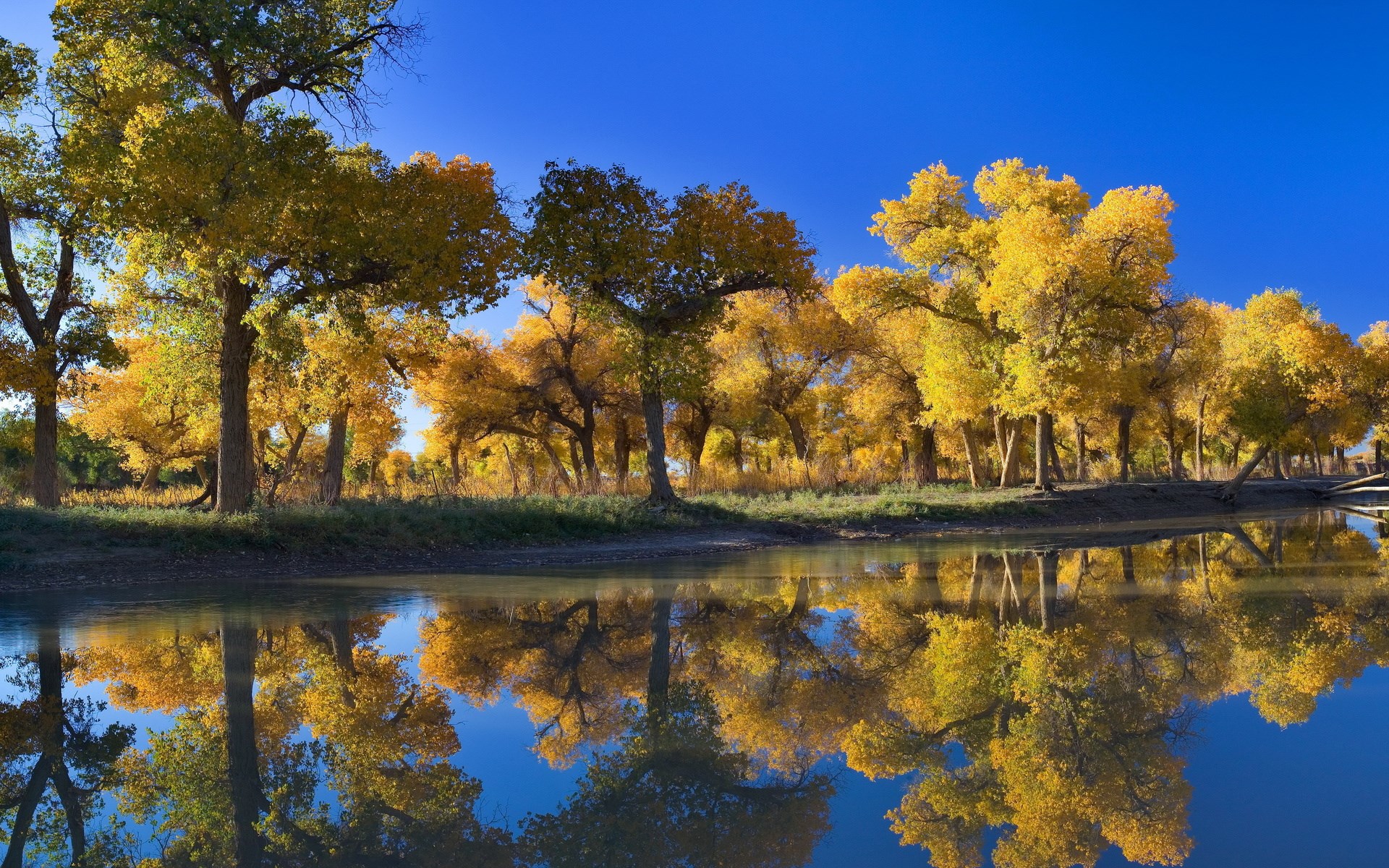 Golden trees reflected in a calm river under a blue sky HD Wallpaper