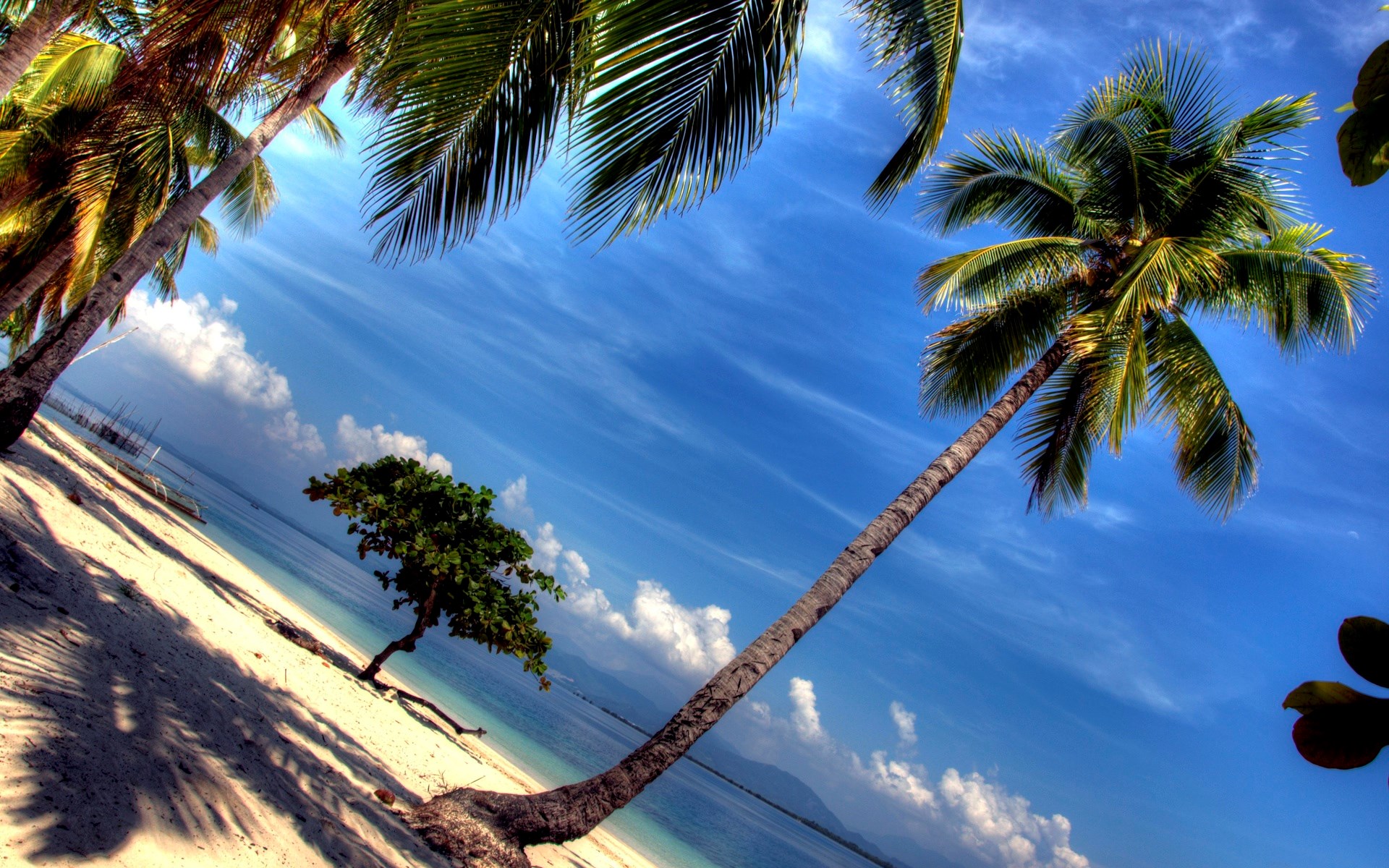 Palm trees on a tropical beach with blue sky HD Wallpaper
