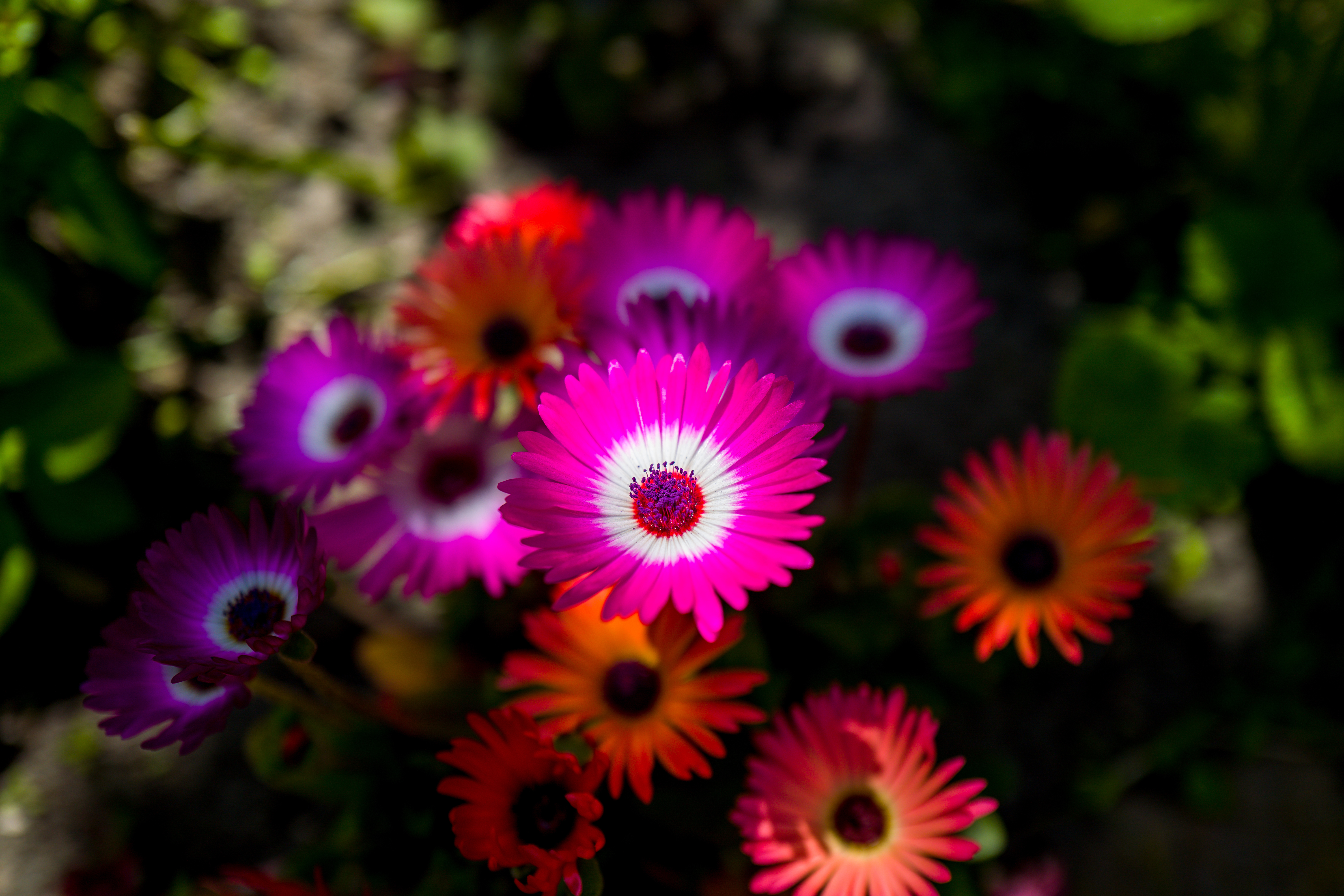 4K African Daisies in Orange and Purple HD Wallpaper