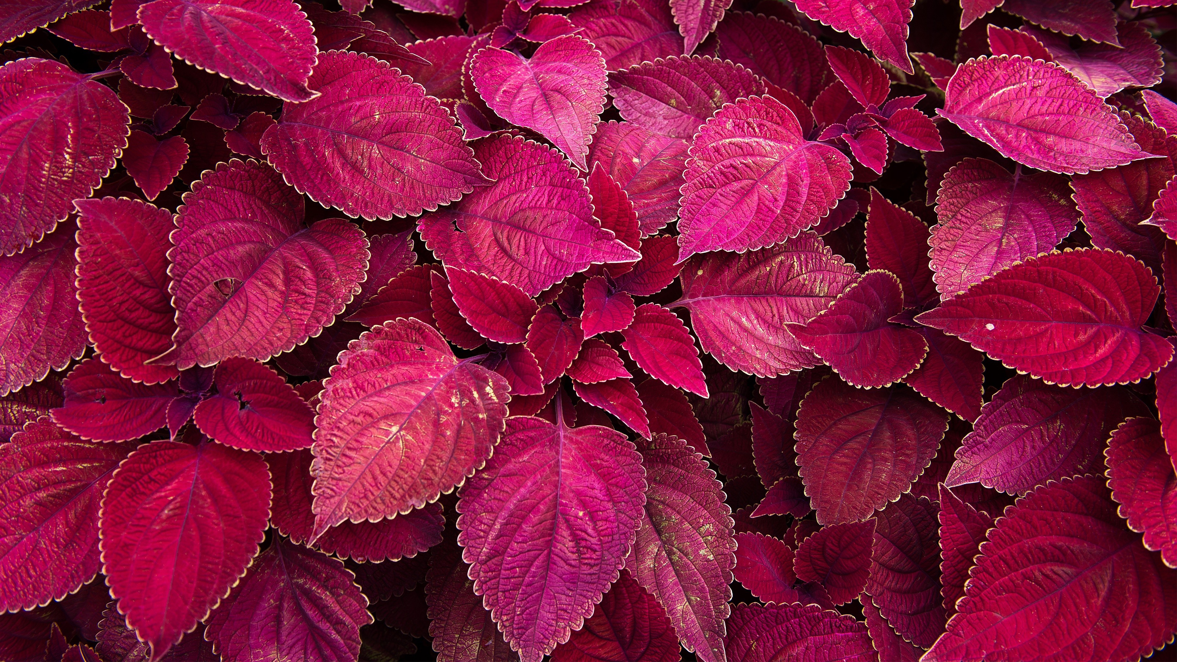 Maroon leaves with serrated edges HD Wallpaper