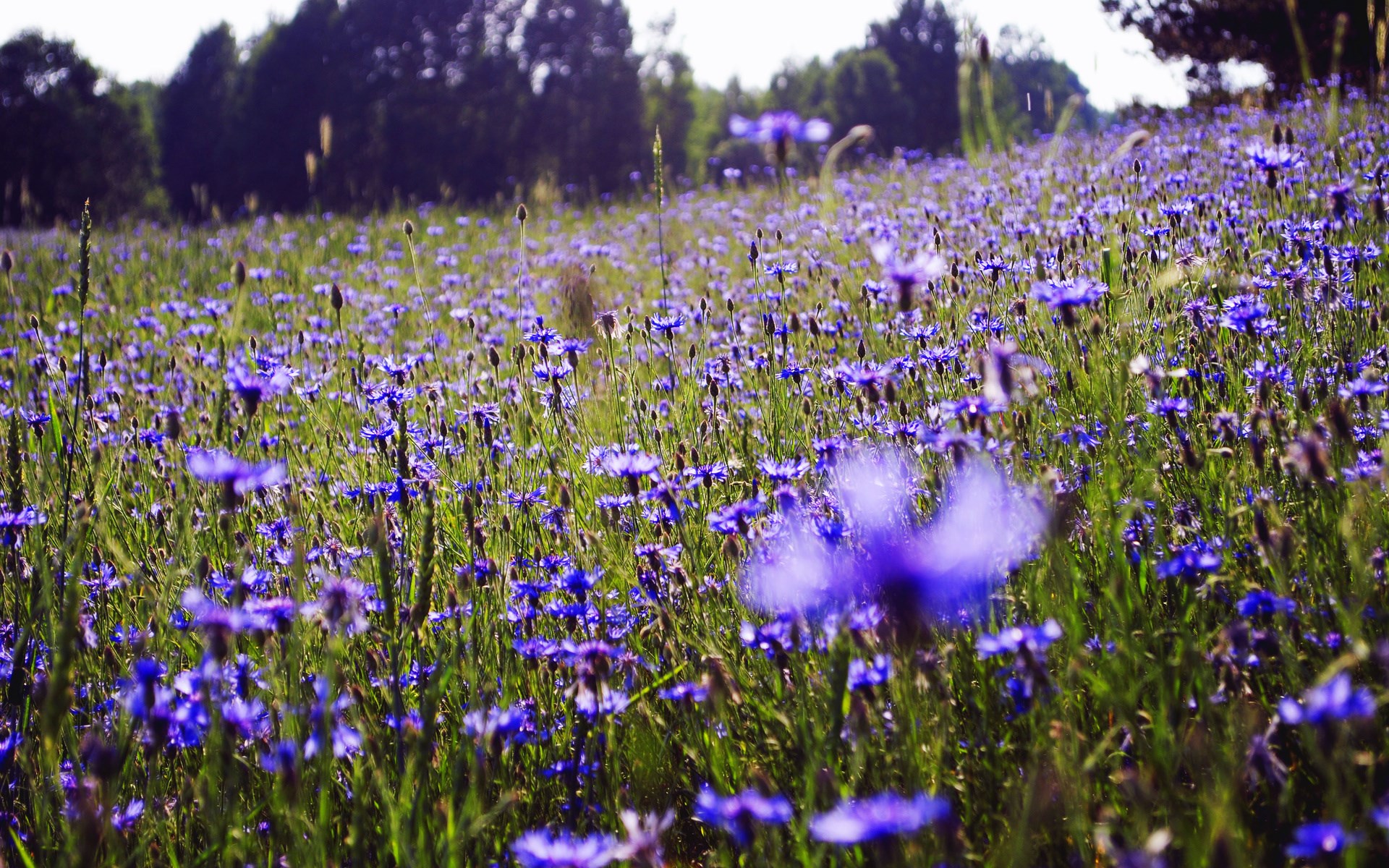 Field of blue cornflowers with trees in the background HD Wallpaper