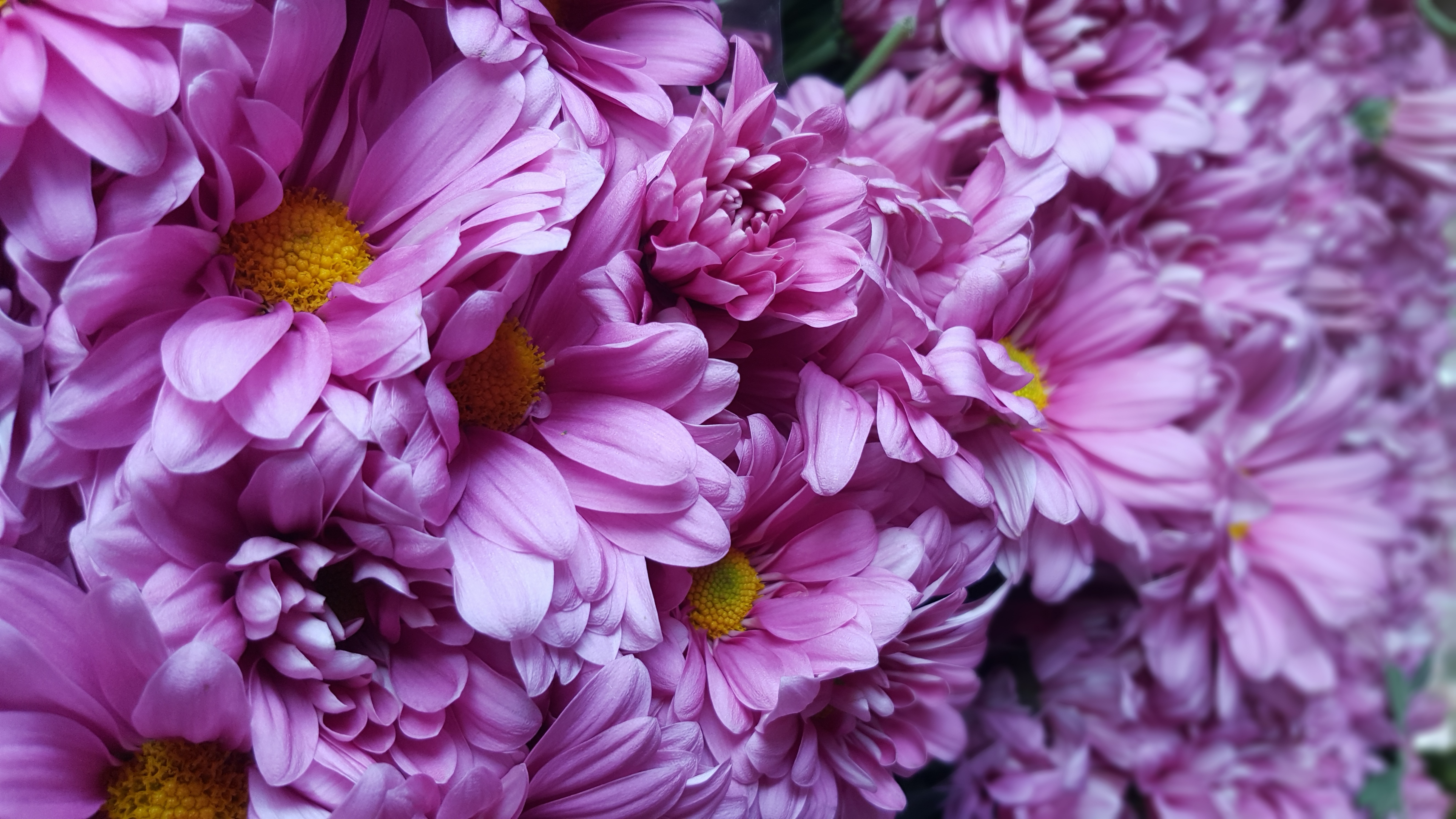 Purple flowers with yellow centers HD Wallpaper
