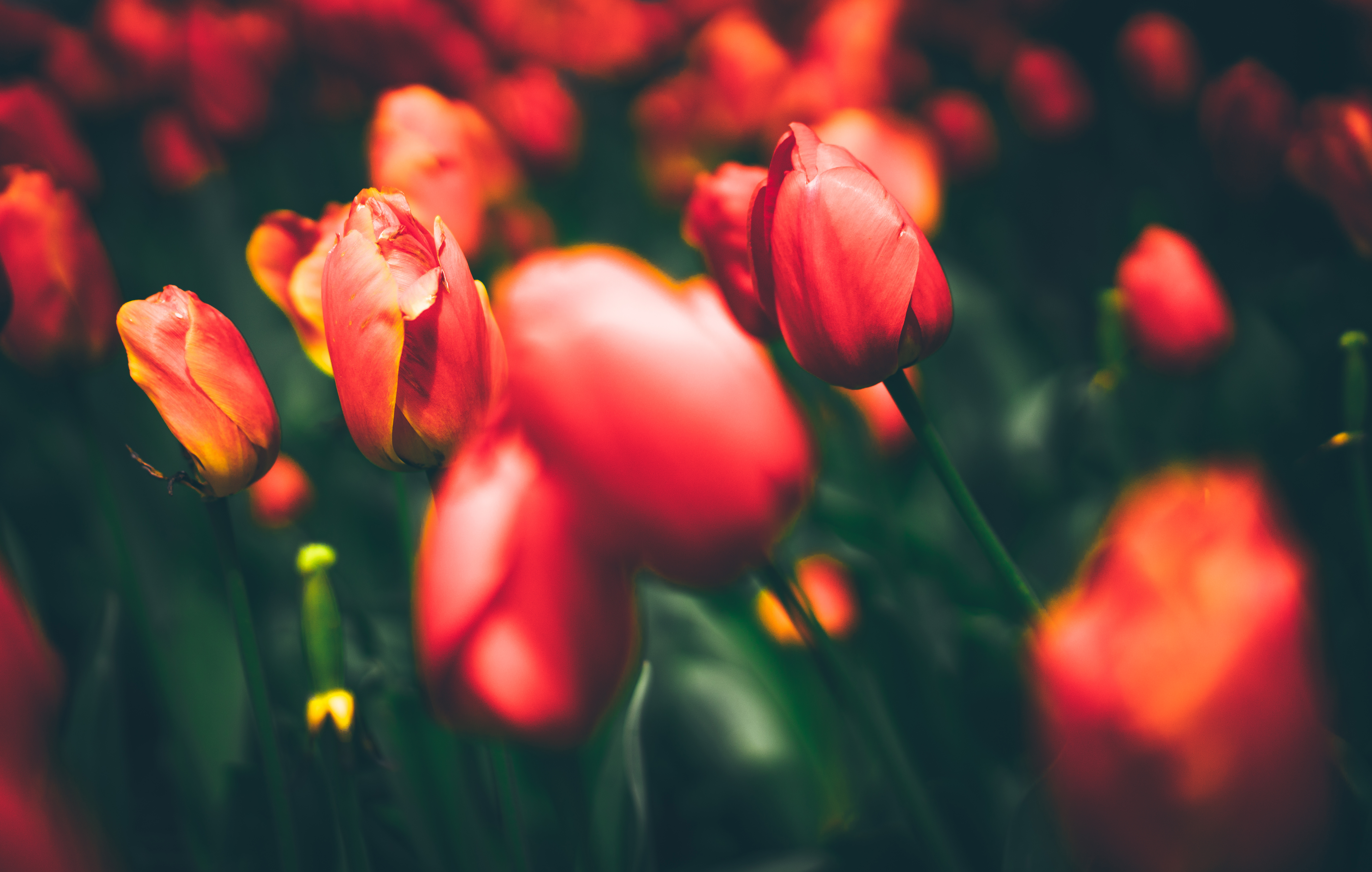 Red Tulips in Bloom HD Wallpaper