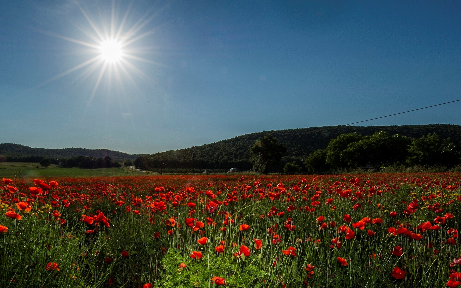 Field of red poppies under a bright sun HD Wallpaper
