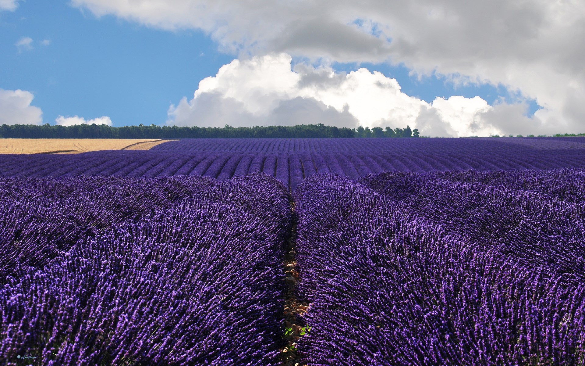Lavender field under a cloudy sky HD Wallpaper
