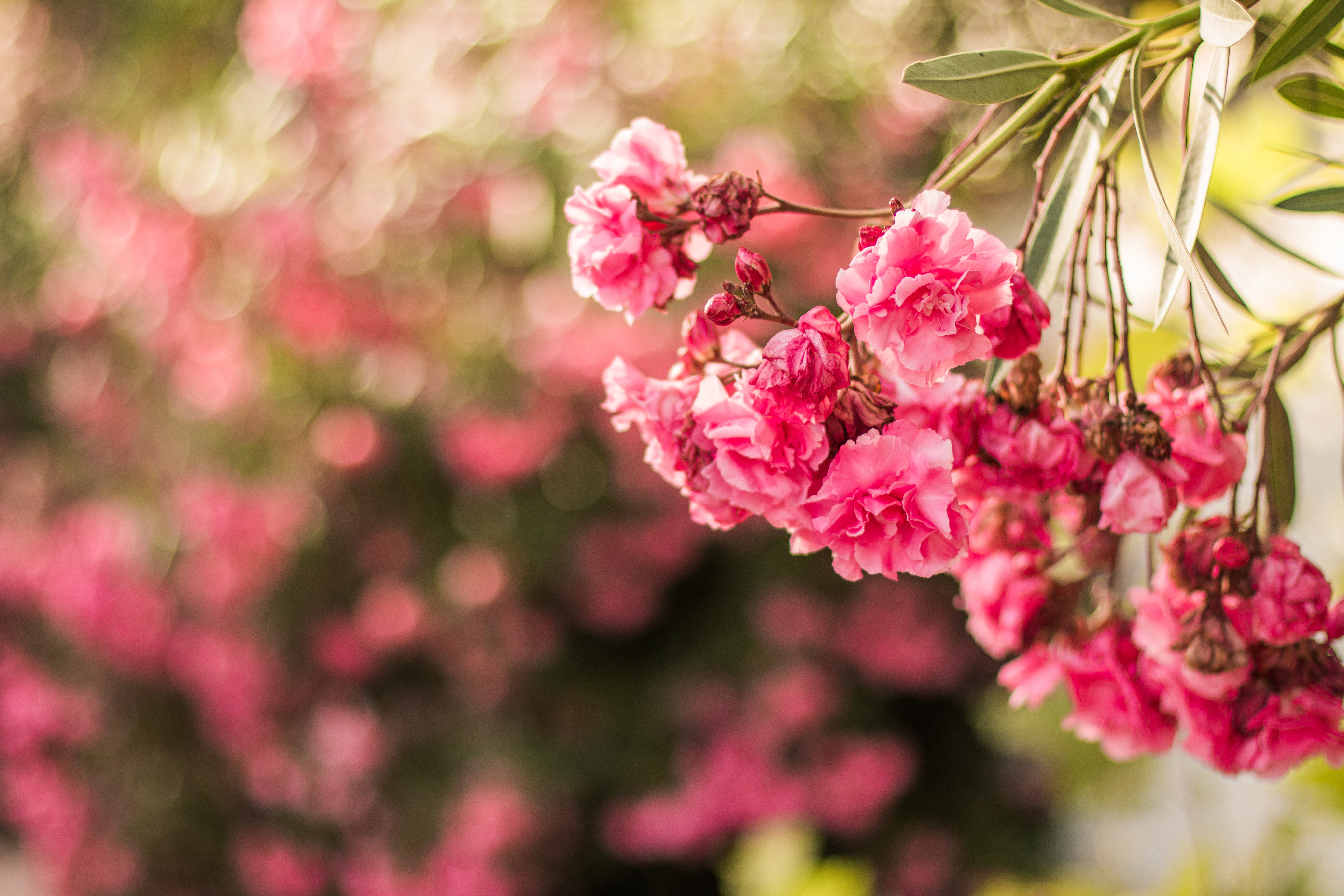 Pink flowers in macro photography HD Wallpaper