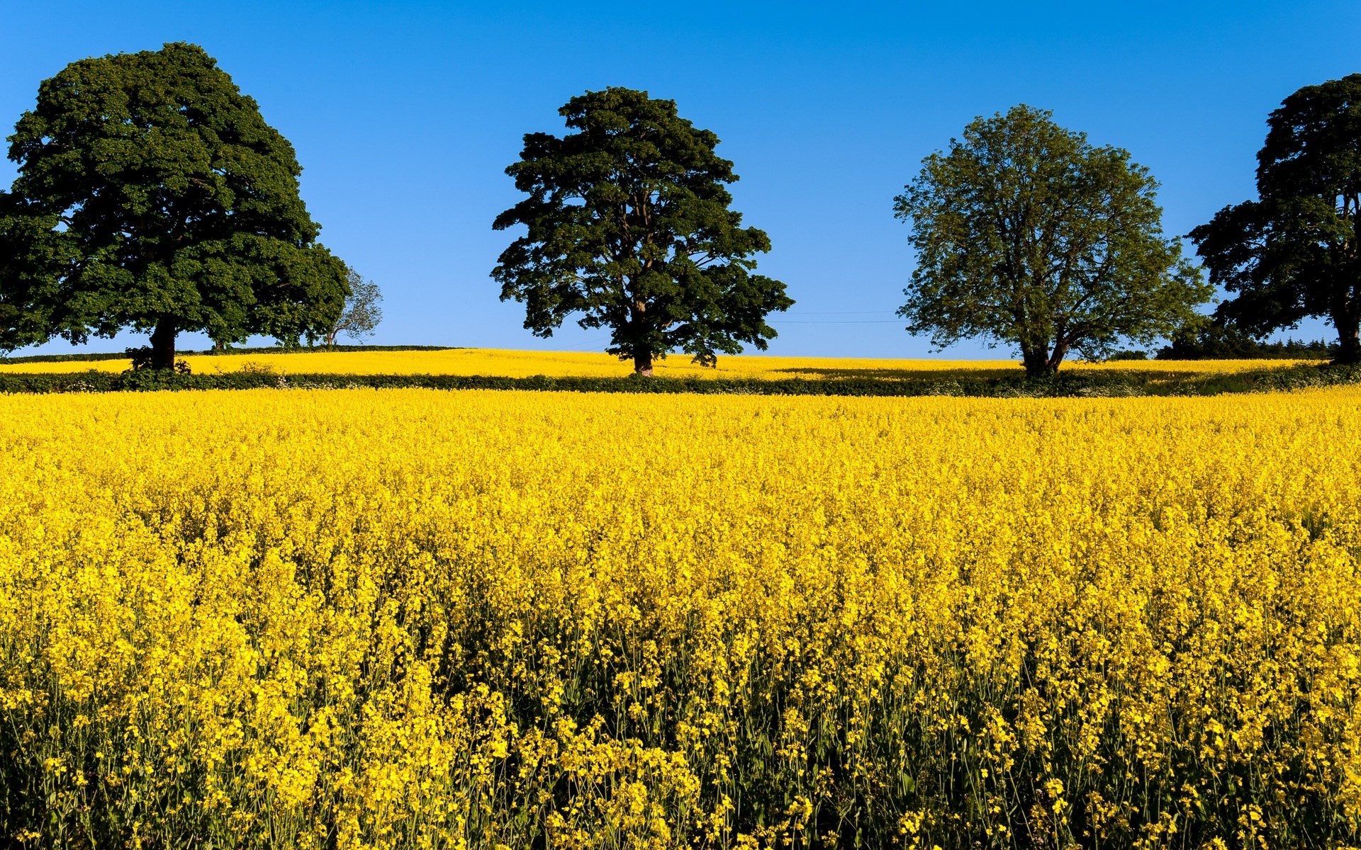 Field of yellow flowers with trees and blue sky HD Wallpaper