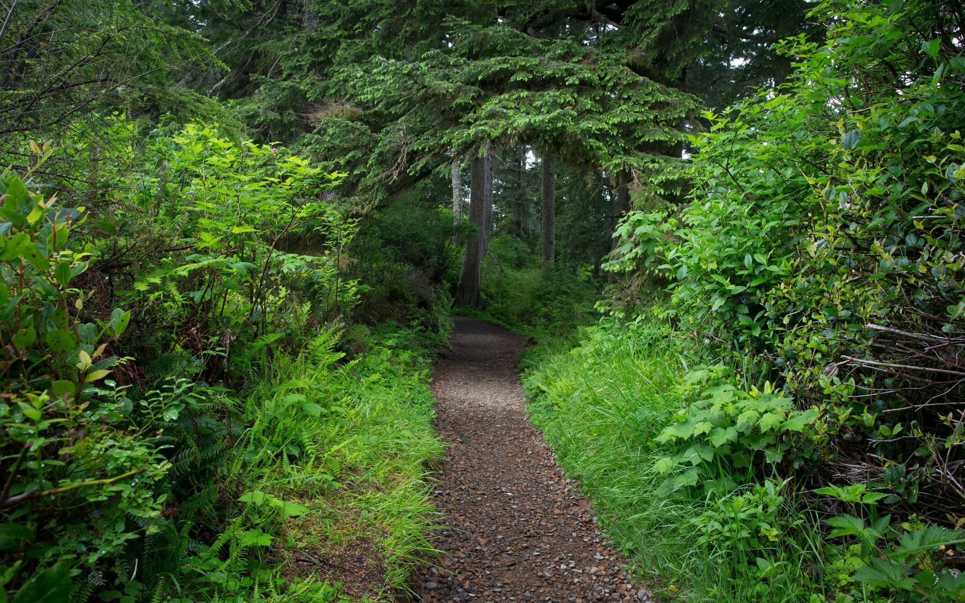 A winding dirt path through a dense forest. HD Wallpaper