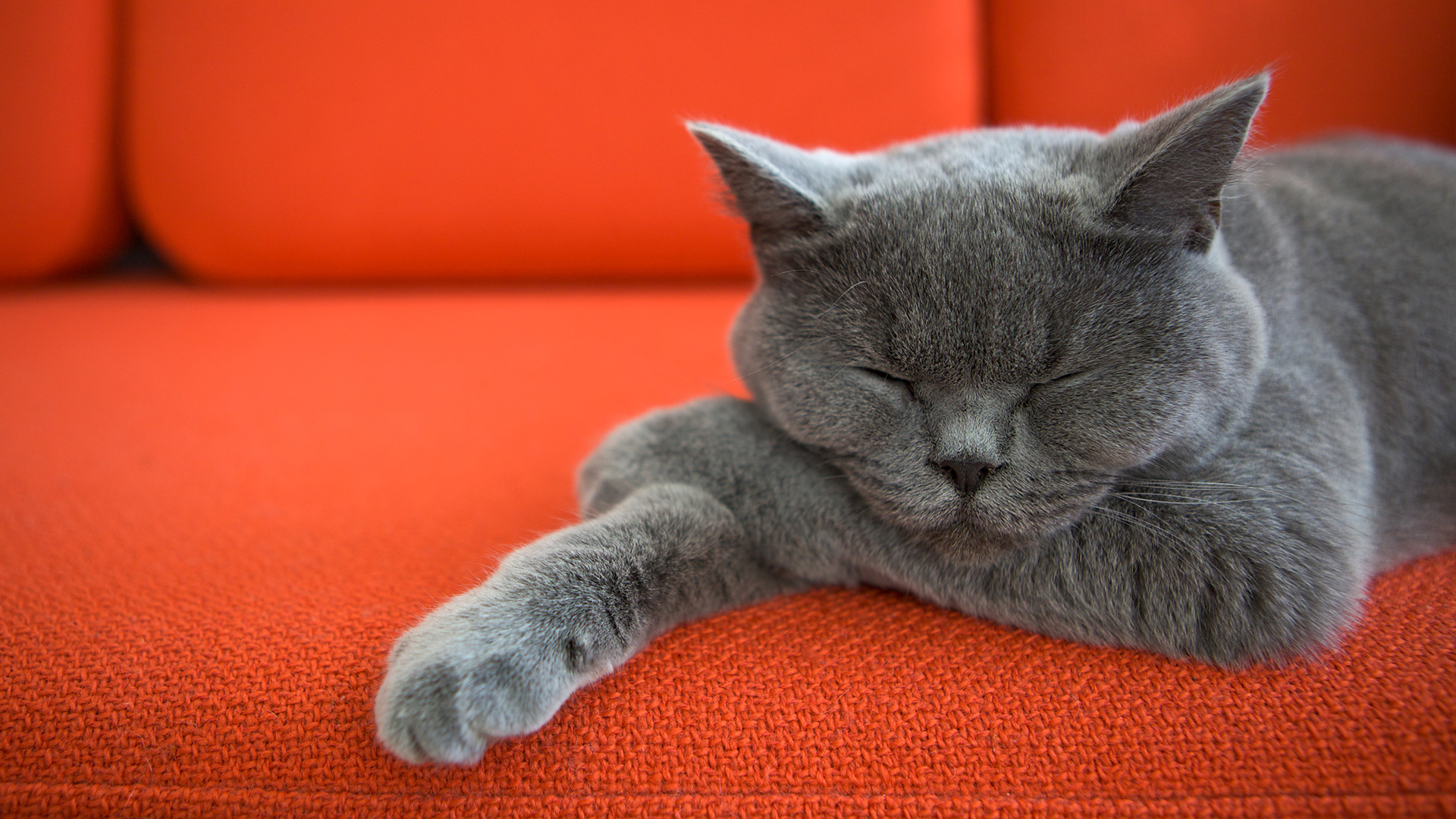 Gray cat sleeping on an orange couch HD Wallpaper