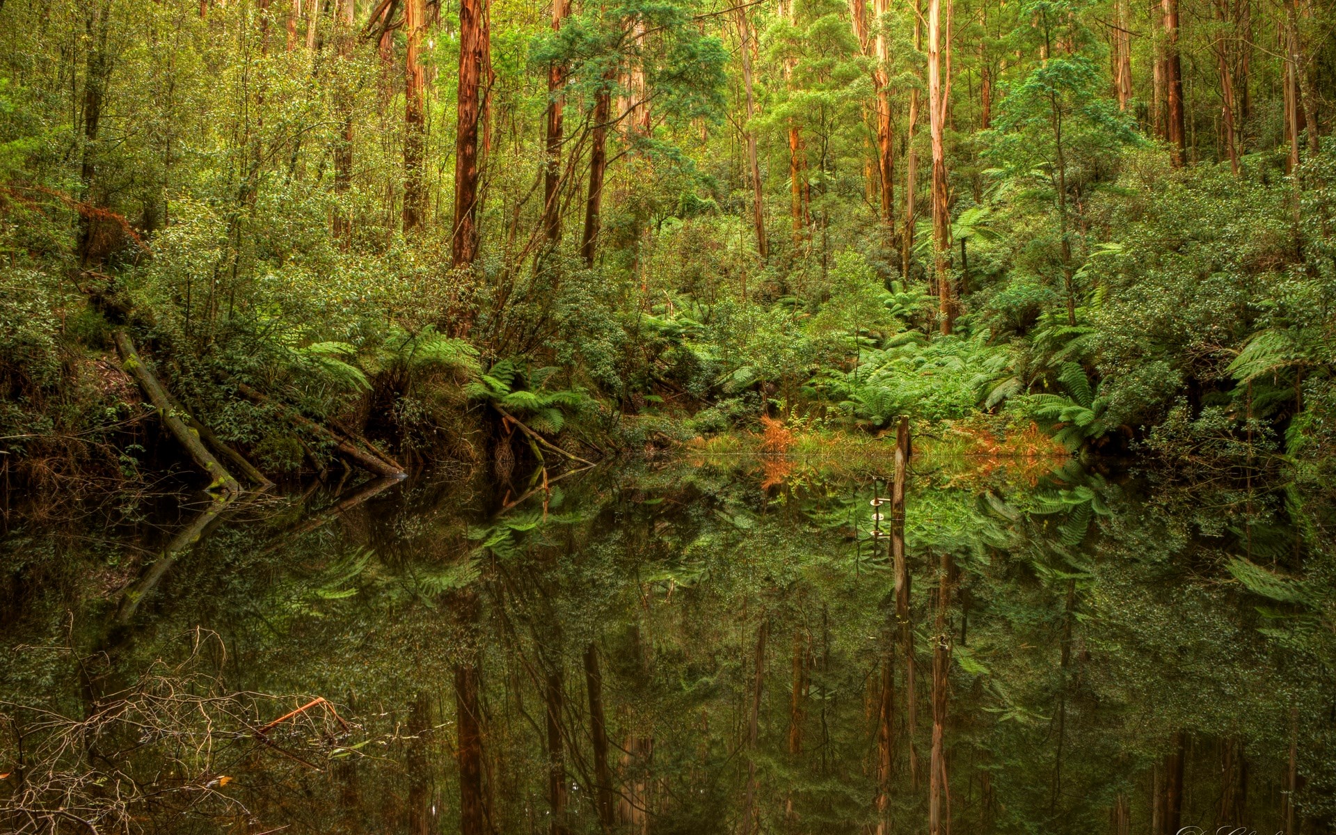 Forest reflection in a calm body of water HD Wallpaper