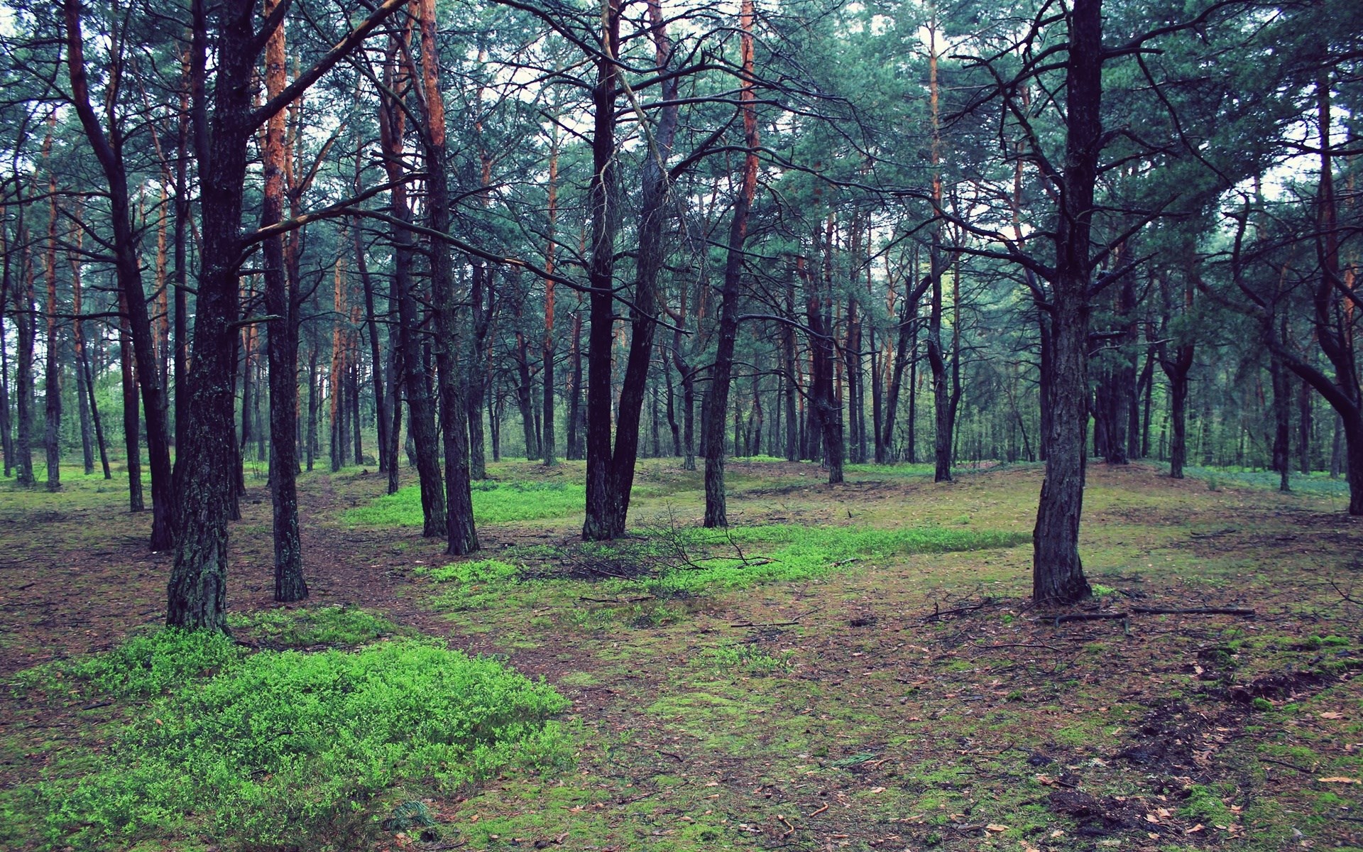Pine forest with green undergrowth HD Wallpaper