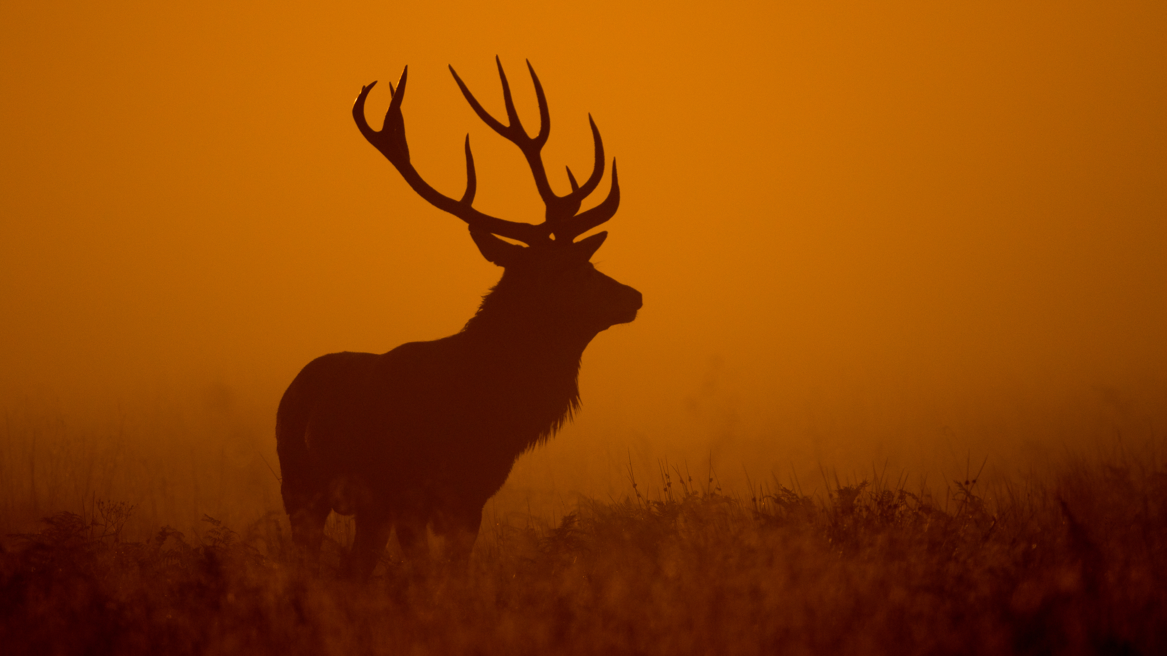 Silhouette of a deer at dawn HD Wallpaper